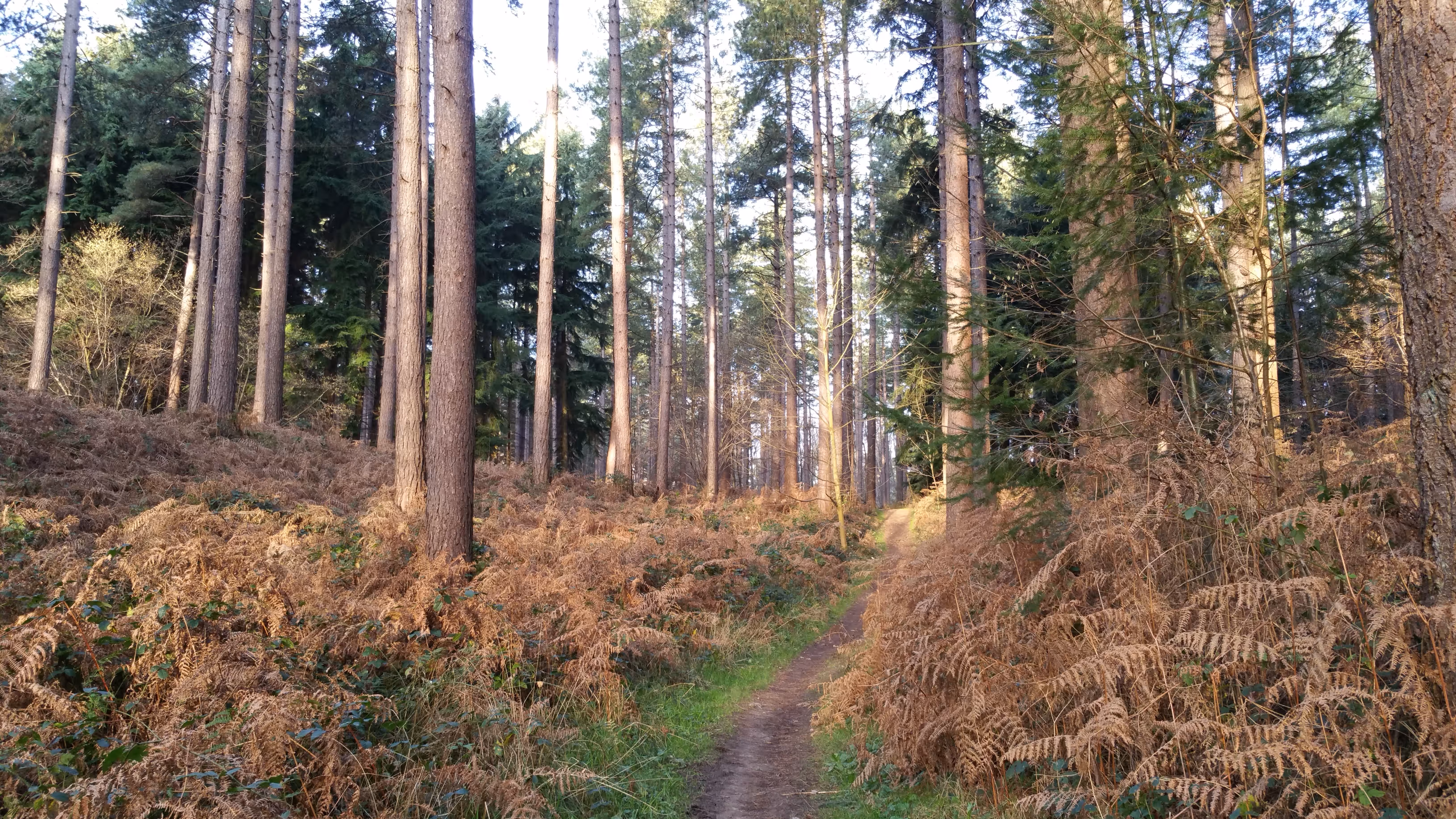Het Meerdaalwoud, Sint-Joris-Weert, lus 1