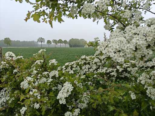 Daguitstap naar Nederland: Bunderbos (wandeling van 5 km) en Valkenburg