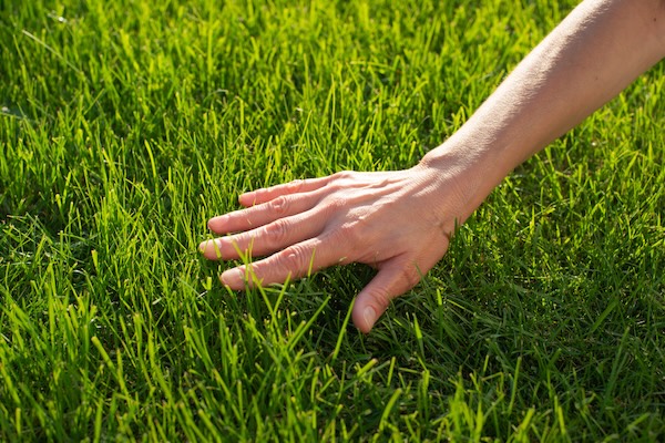Hand brushing across lush, freshly cut green grass
