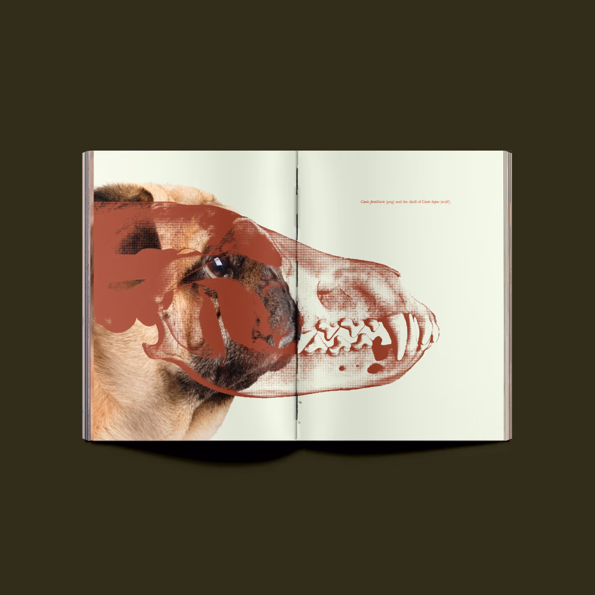 A spread from "From Clay". It has a pug with a wolf skull overlaid.