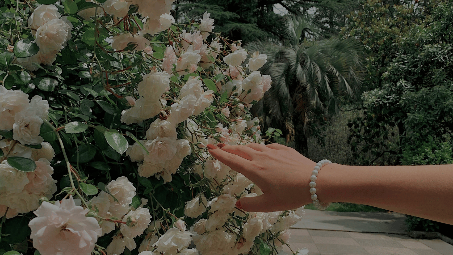 A hand reaching into a wall of white roses