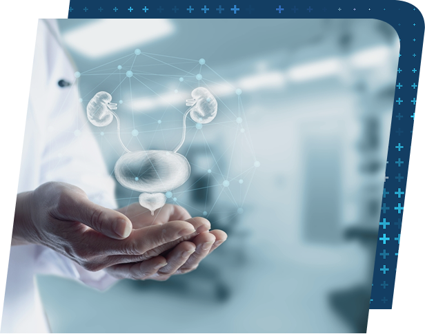 Doctor's hands holding a digital hologram of human urinary system including kidneys, bladder, and ureters.