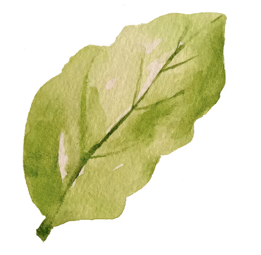 Watercolor illustration of a green leaf.