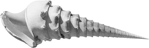 Long, spiraled sea shell tapering to a pointed end with a wide opening.