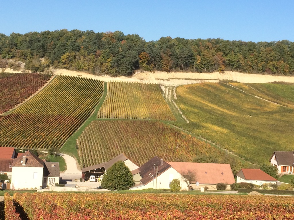 Autumn landscape of La Petite Marrère vineyard in Côte d'Or, France — golden vines, soft light, and the seasonal beauty of organic champagne terroir