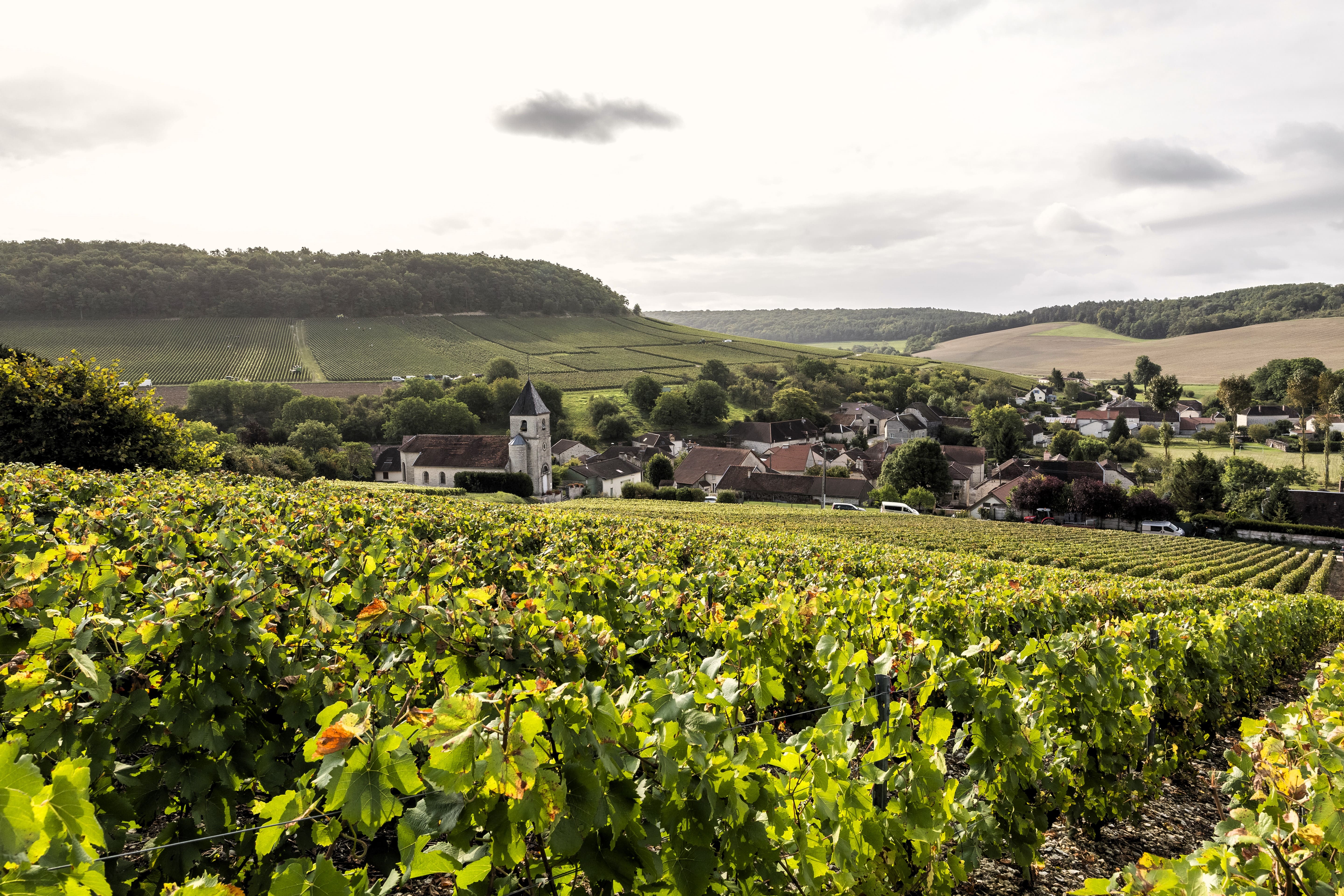 Vineyard rows leading to a small village with a church tower, surrounded by rolling hills and farmland.