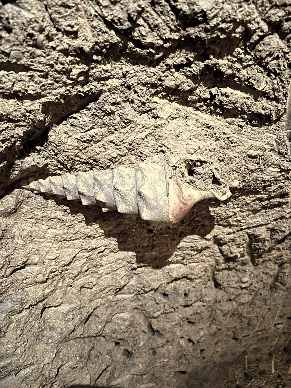 Pale spiral seashell resting on a rough textured surface.