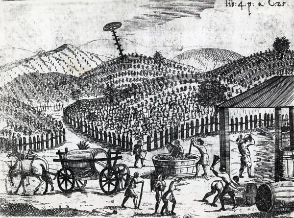Black and white illustration of a vineyard with workers harvesting grapes, some carrying tools, and a horse-drawn cart transporting barrels.