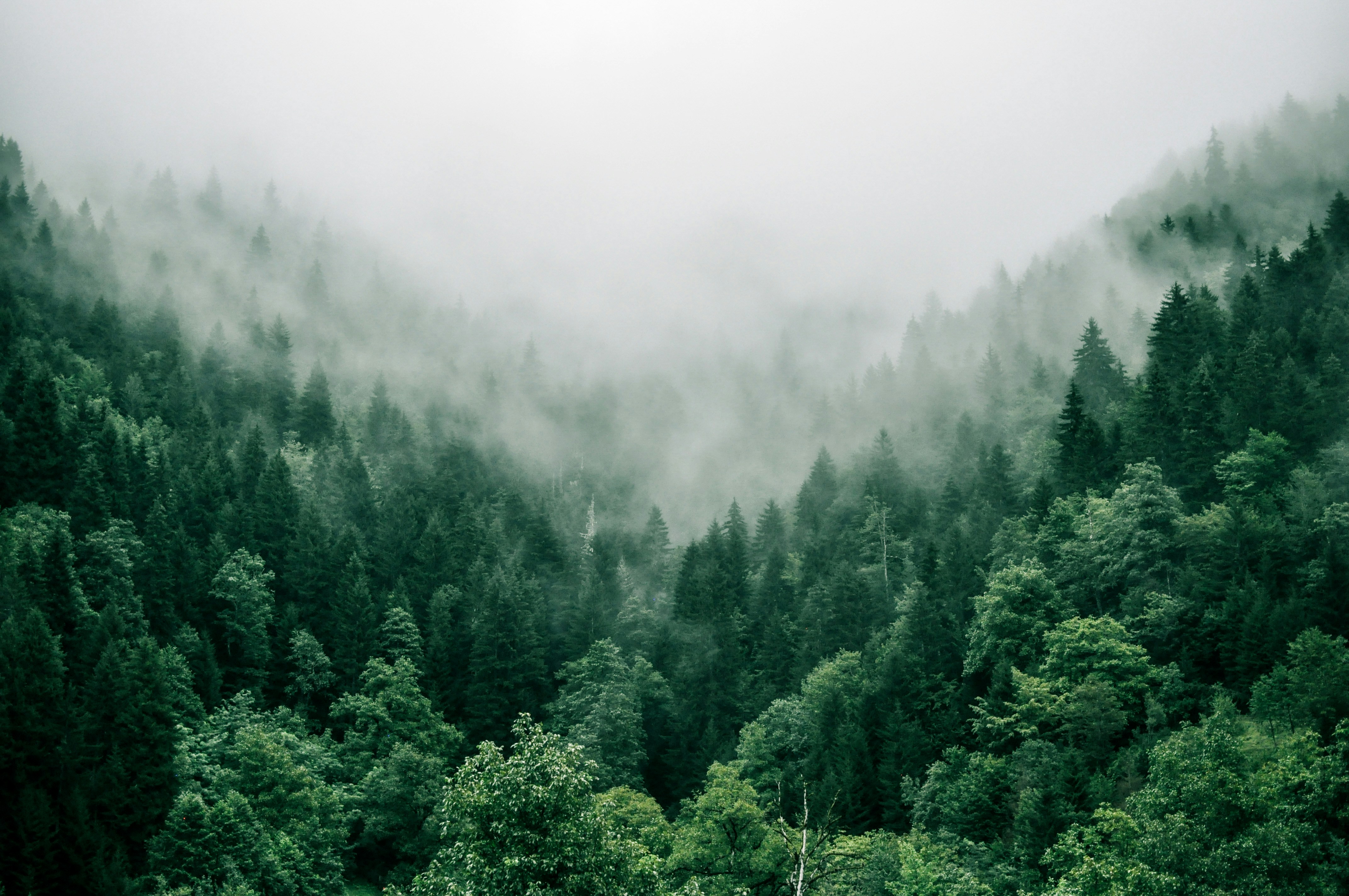 Fog covering a dense green forest on a mountainside.