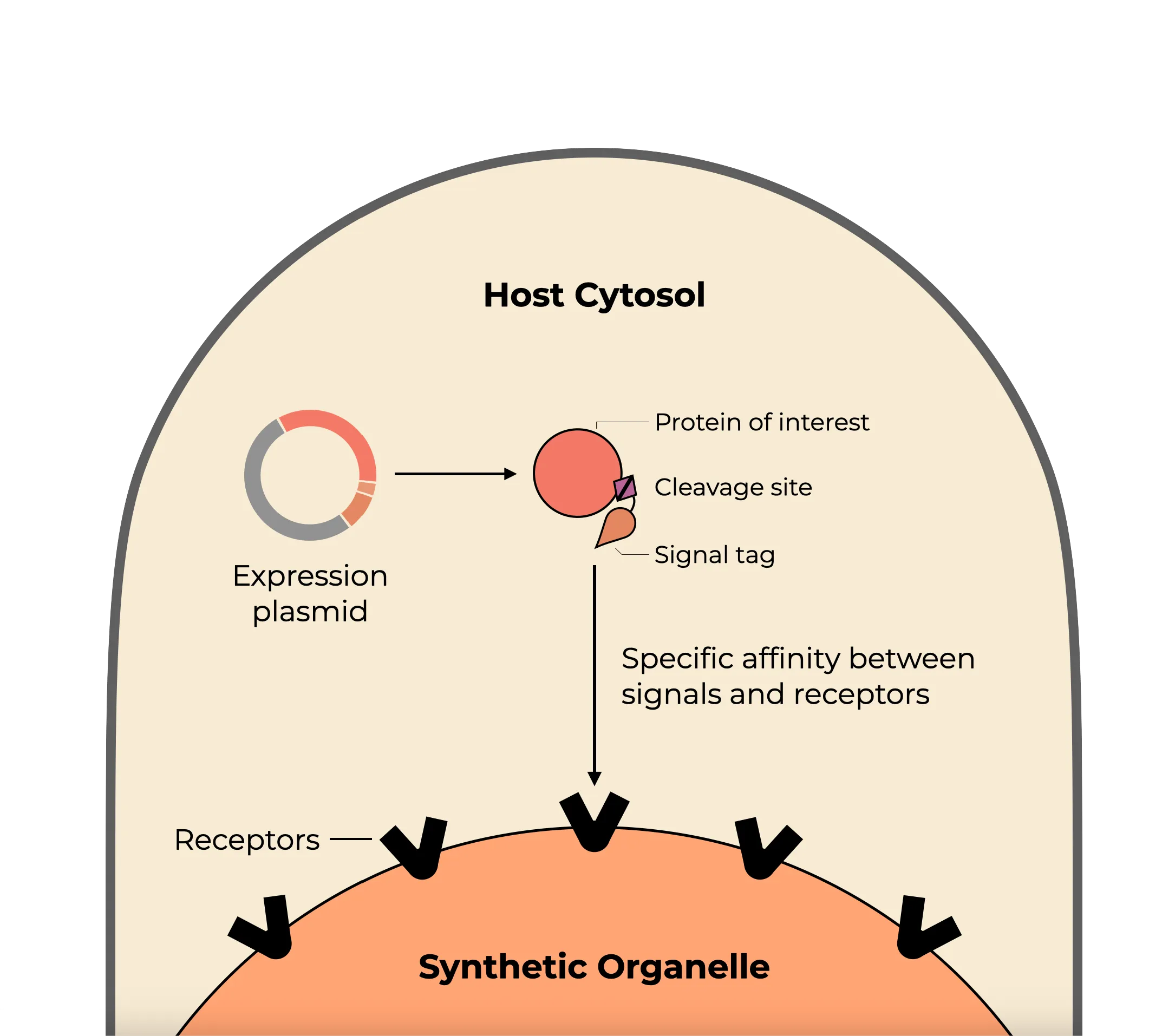 PandaPure™ synthetic-organelle protein expression and recovery mechanism