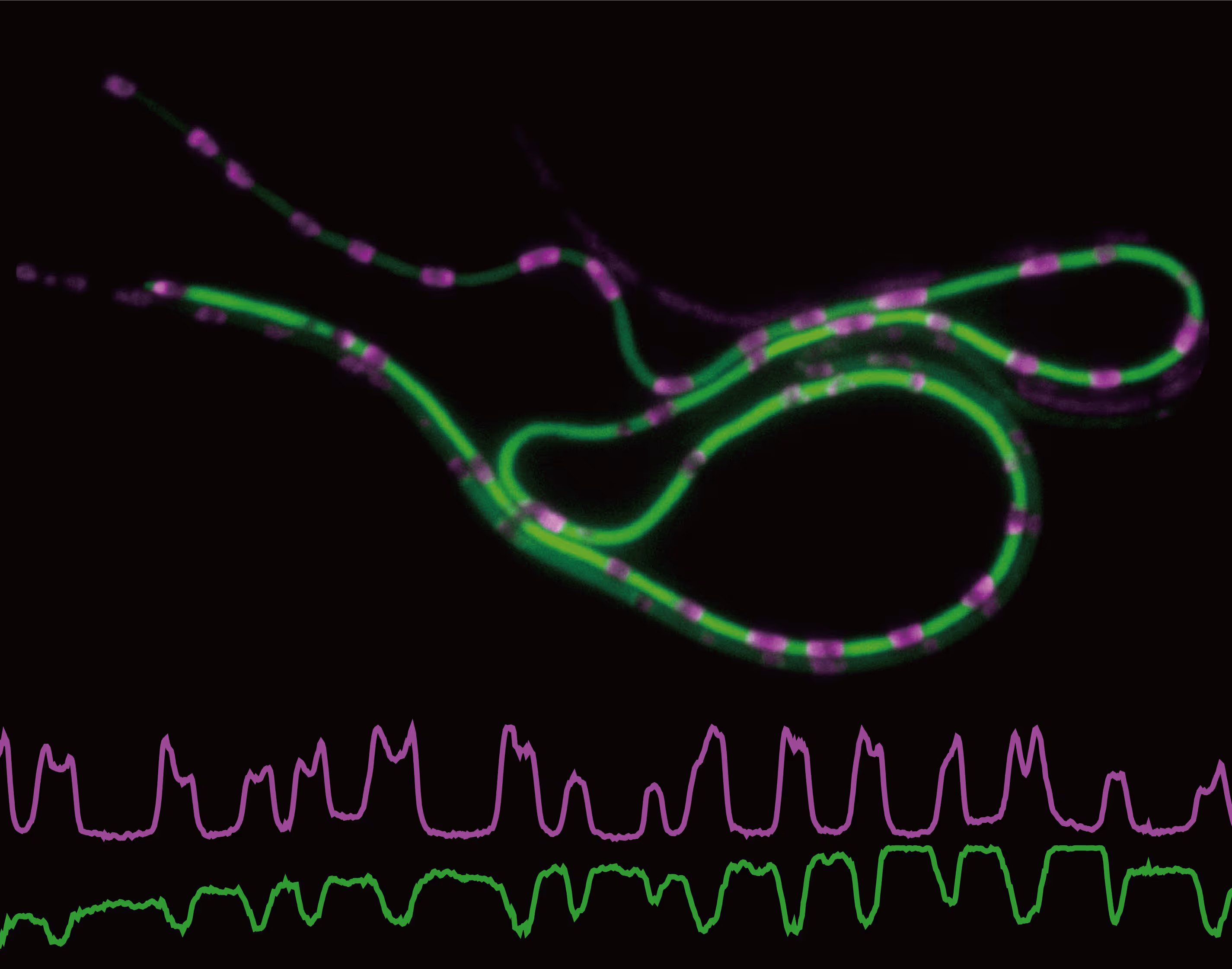 Fluorescence microscopy showing green filamentous cells with magenta compartments, with corresponding green and magenta intensity traces below