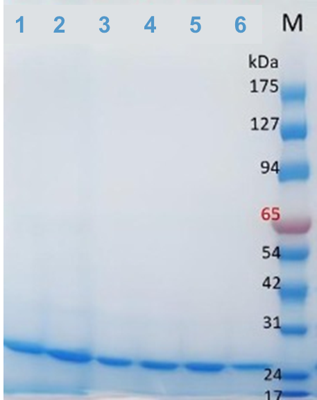 Representative samples of purified GFP