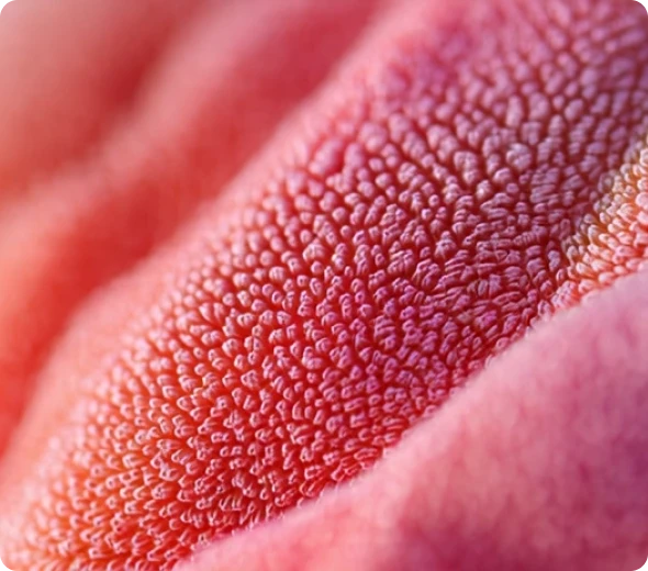 Foliox Minimal Portfolio & Agency Webflow template image