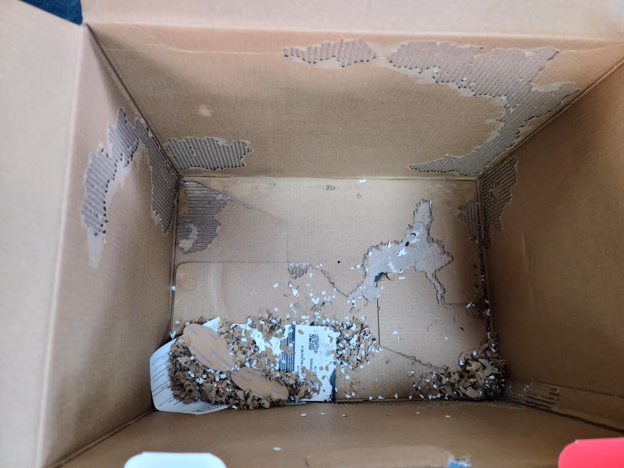 Inside of a cardboard box with torn and shredded inner lining and scattered paper debris at the bottom.