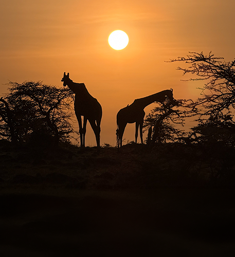 When the Lines Refuse to Be Straight: Reflections from the Savannah