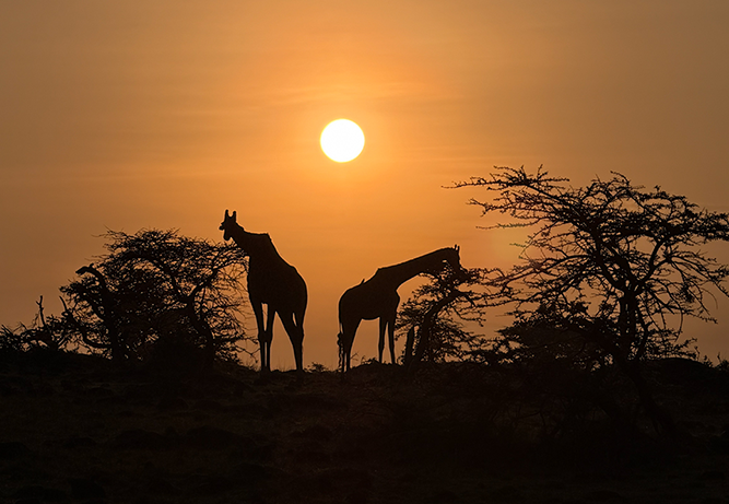 When the Lines Refuse to Be Straight: Reflections from the Savannah