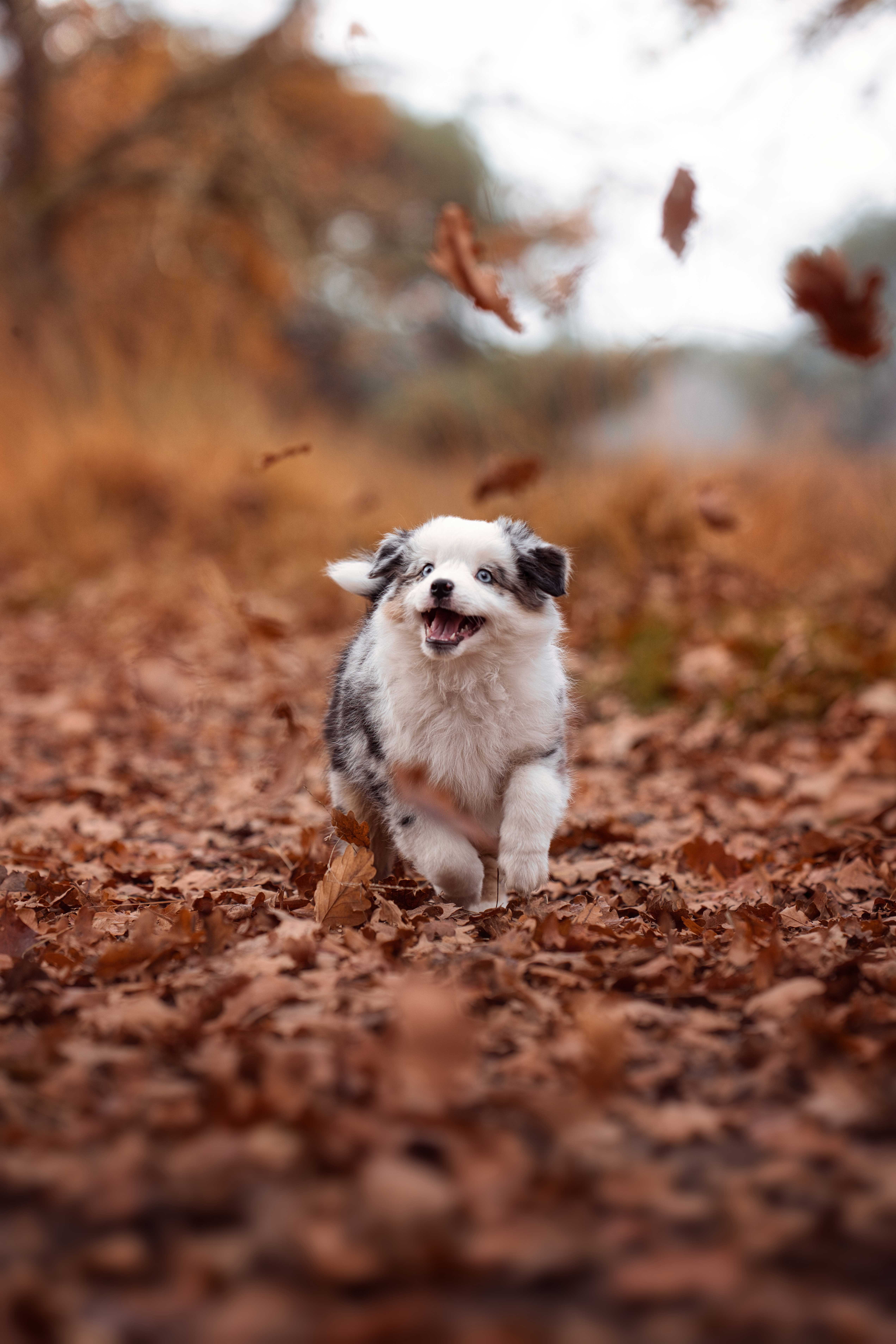 Huisdieren- en hondenfotografie in de omgeving van Utrecht.
