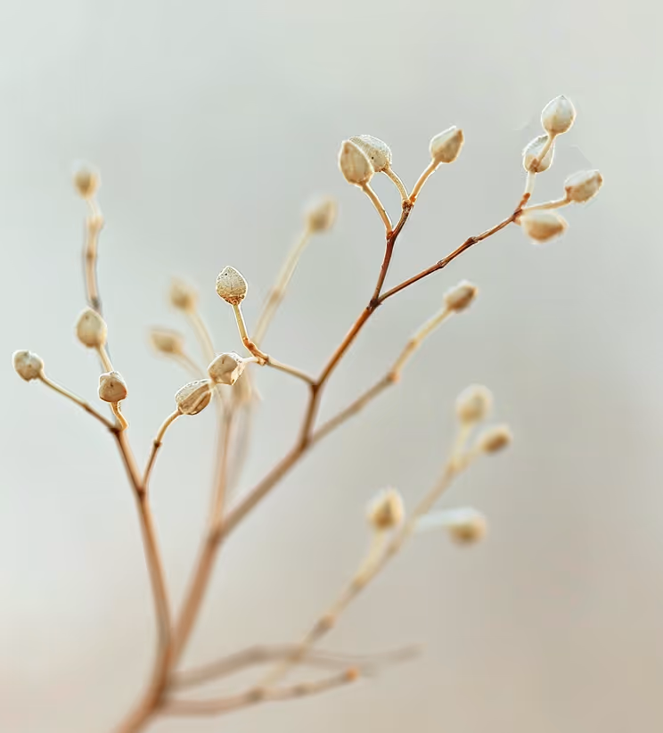 Close-up of delicate dry plant stems with small seed pods against a soft, blurred background.