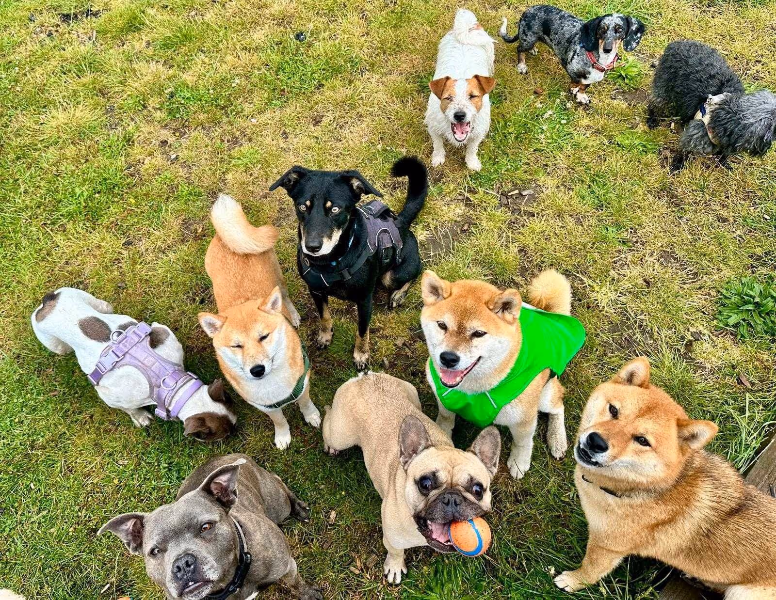 Group of nine dogs of various breeds gathered on grassy ground, one holding a ball in its mouth and another wearing a bright green jacket.