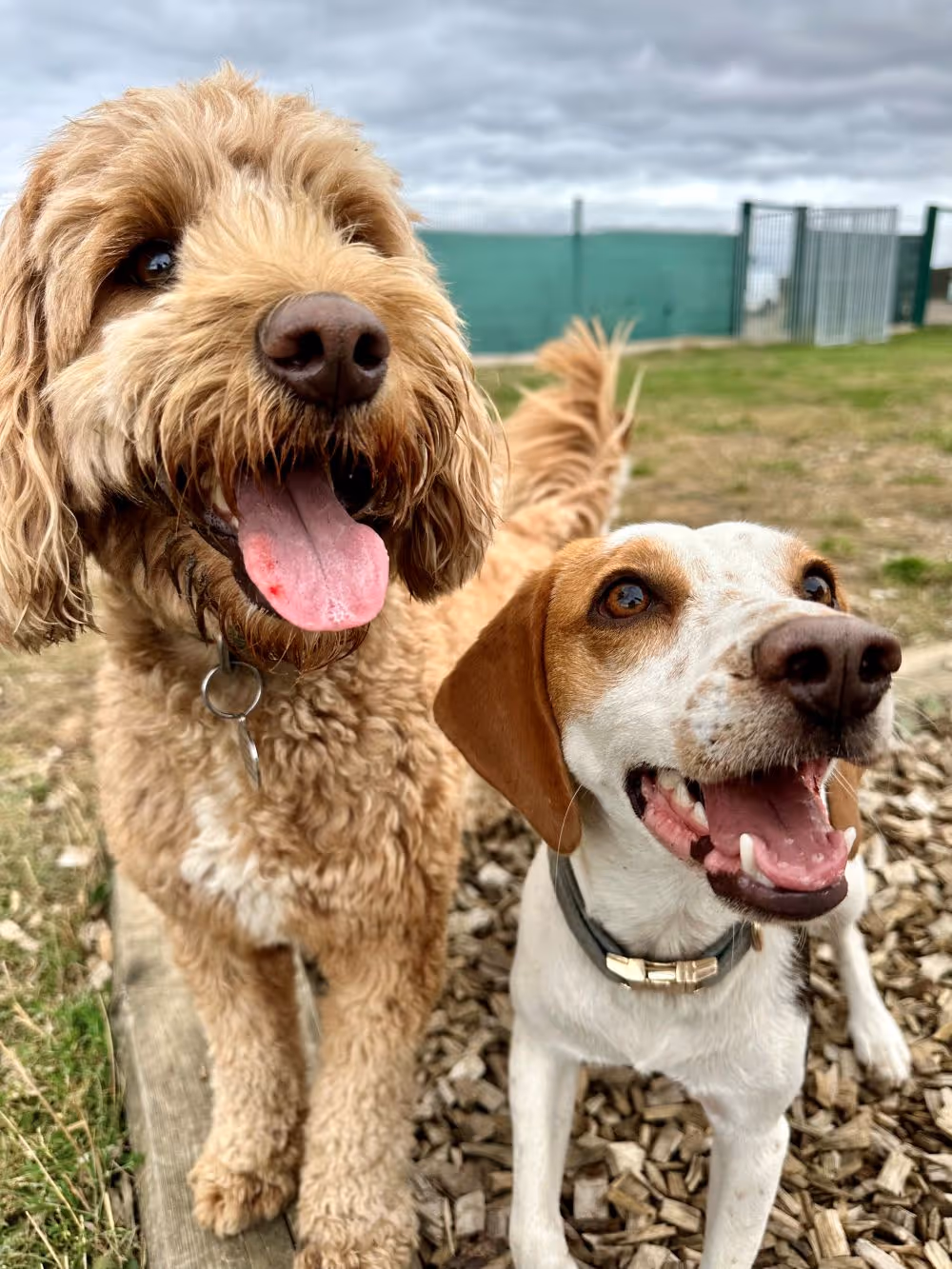 Two happy dogs standing outdoors on wood chips and grass, one curly-haired light brown and the other white with brown patches, both with open mouths and tongues out.