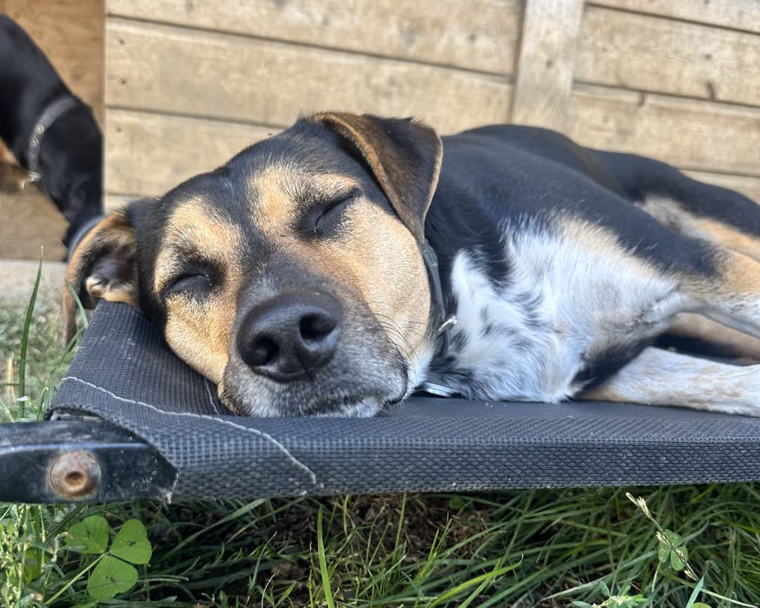 Black and tan dog sleeping peacefully on a raised outdoor dog bed with grass below.