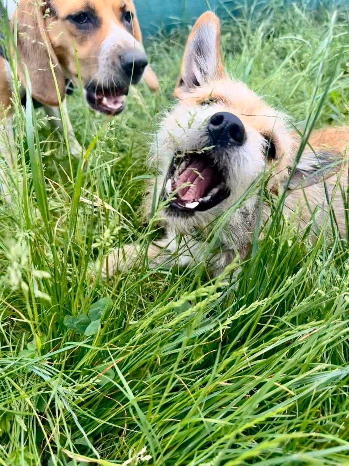 Two dogs playing energetically in tall green grass with one dog barking and the other with mouth open.