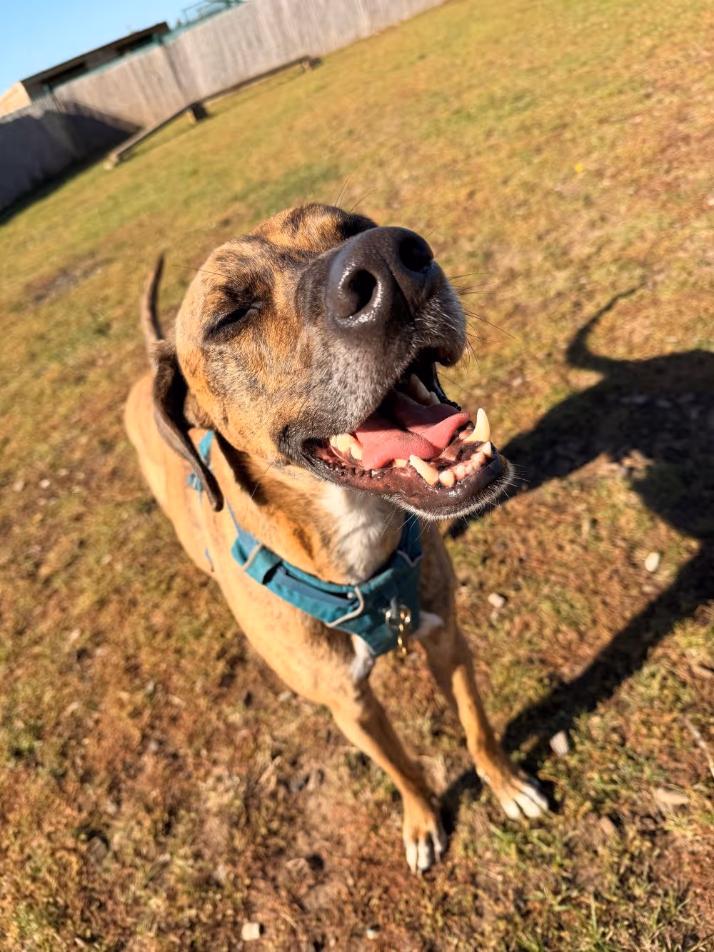 Happy brindle dog with closed eyes and open mouth standing on grass wearing a blue harness.