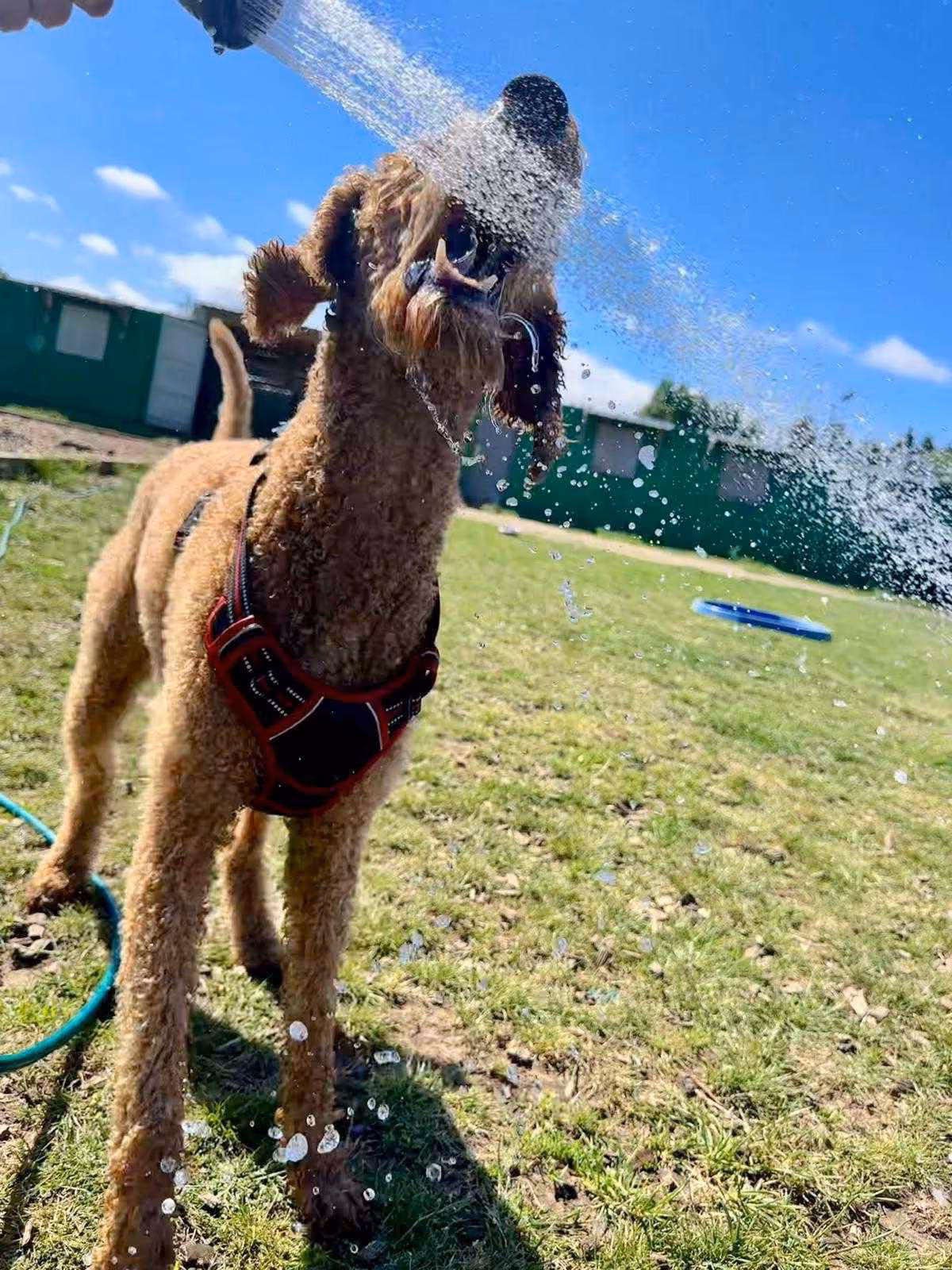 Curly-haired dog wearing a harness playing outside, biting at water sprayed from a garden hose.