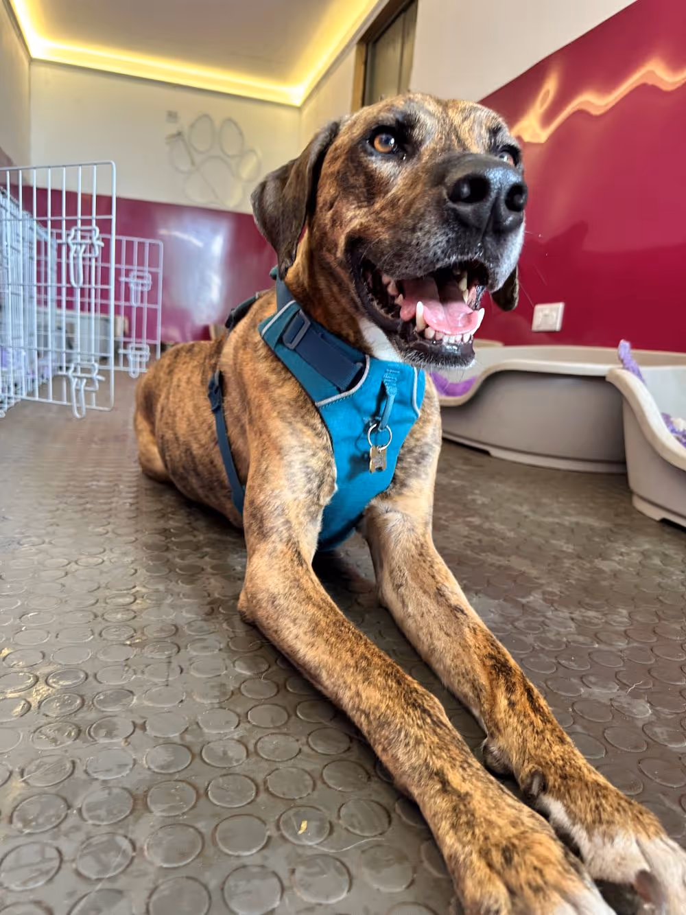 Brindle dog wearing a blue harness lying on a textured floor inside a room with pink walls and pet beds.