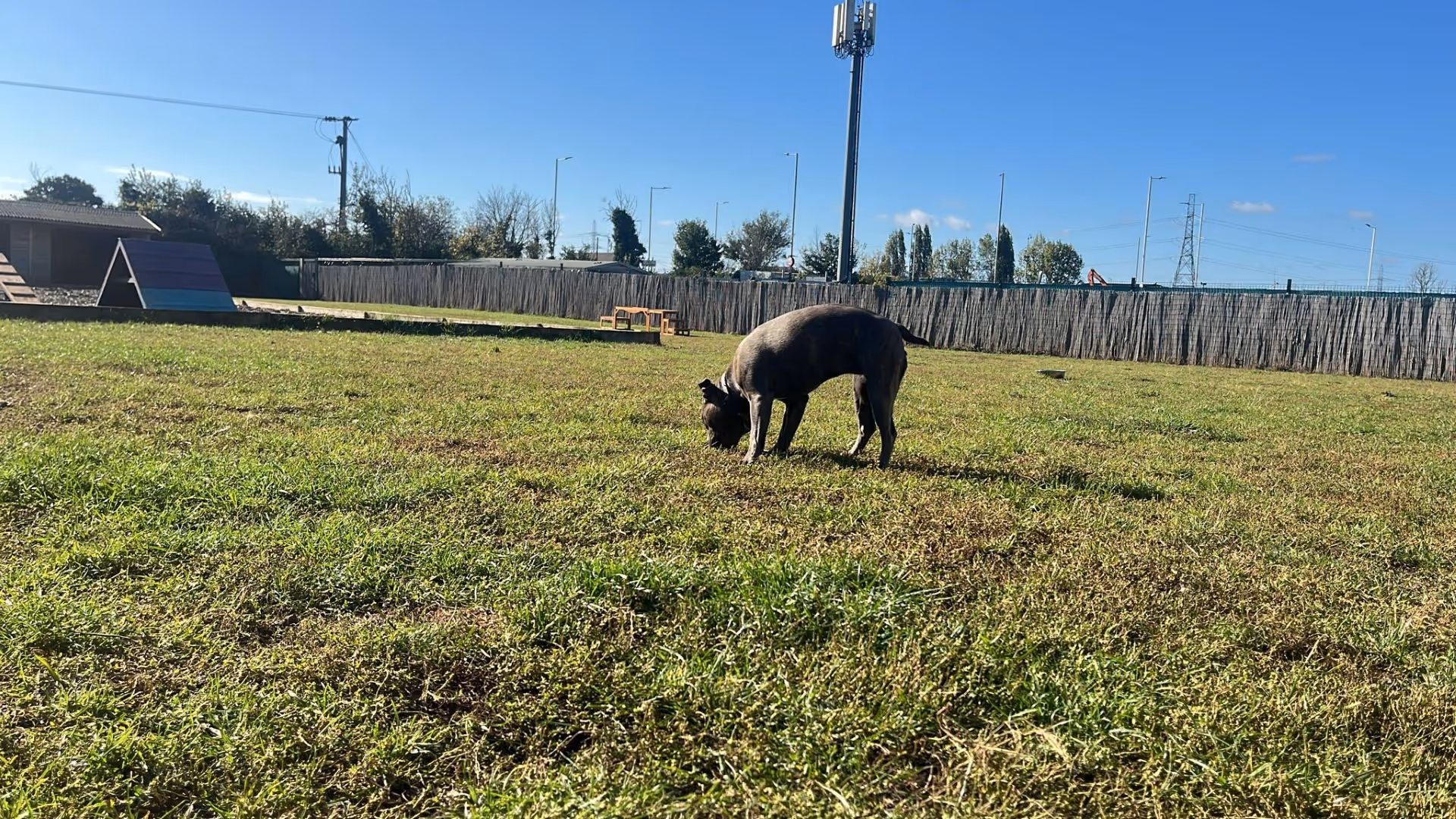 A dark-colored dog sniffing grass in a fenced grassy field under a clear blue sky.