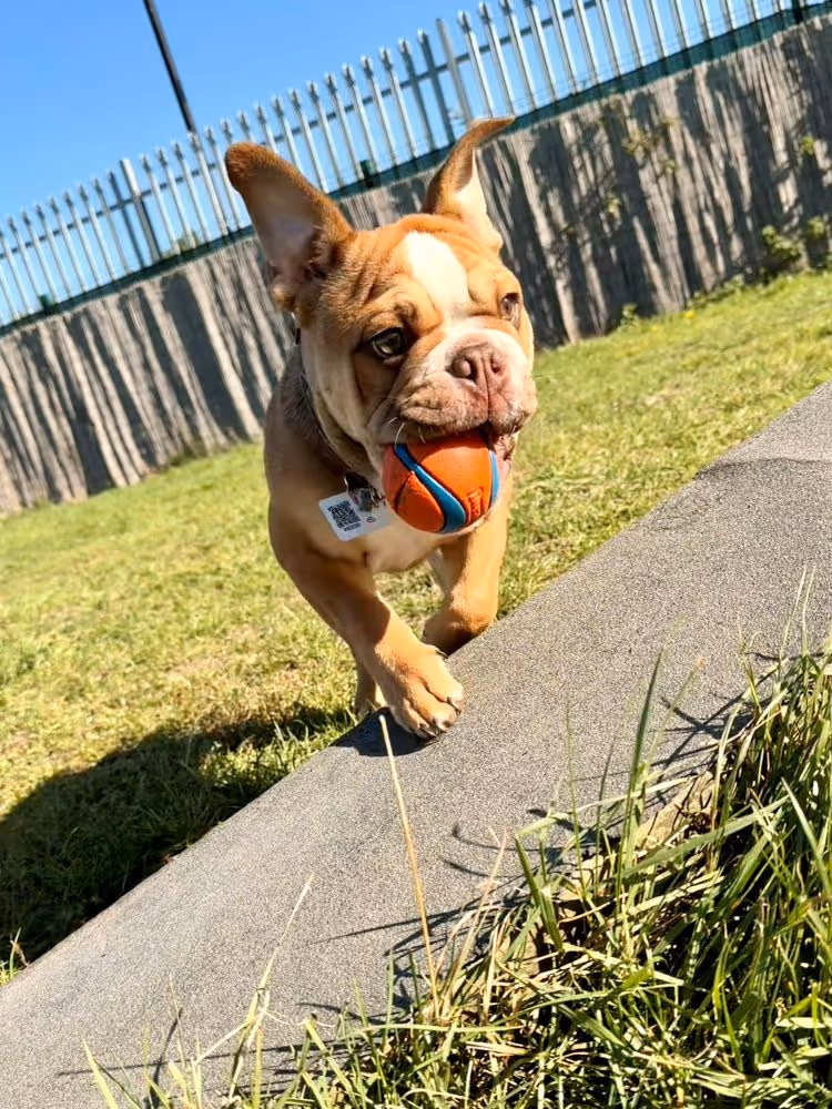 Bulldog puppy running on grass with an orange and blue ball in its mouth on a sunny day.