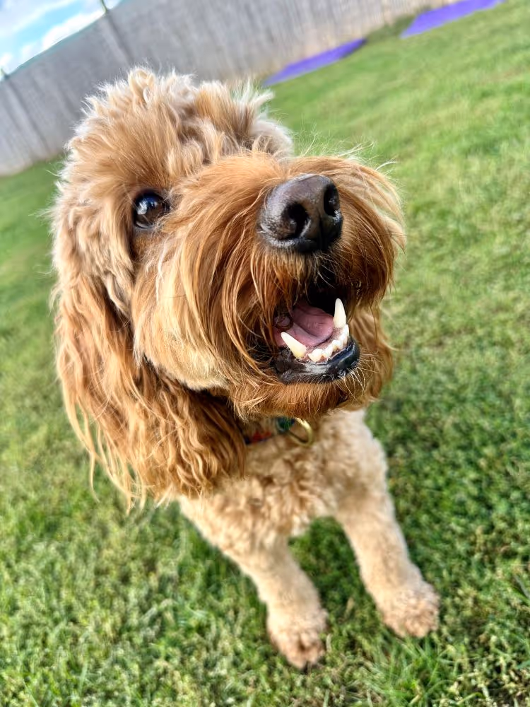 Close-up of a happy brown curly-haired dog with mouth open standing on green grass.