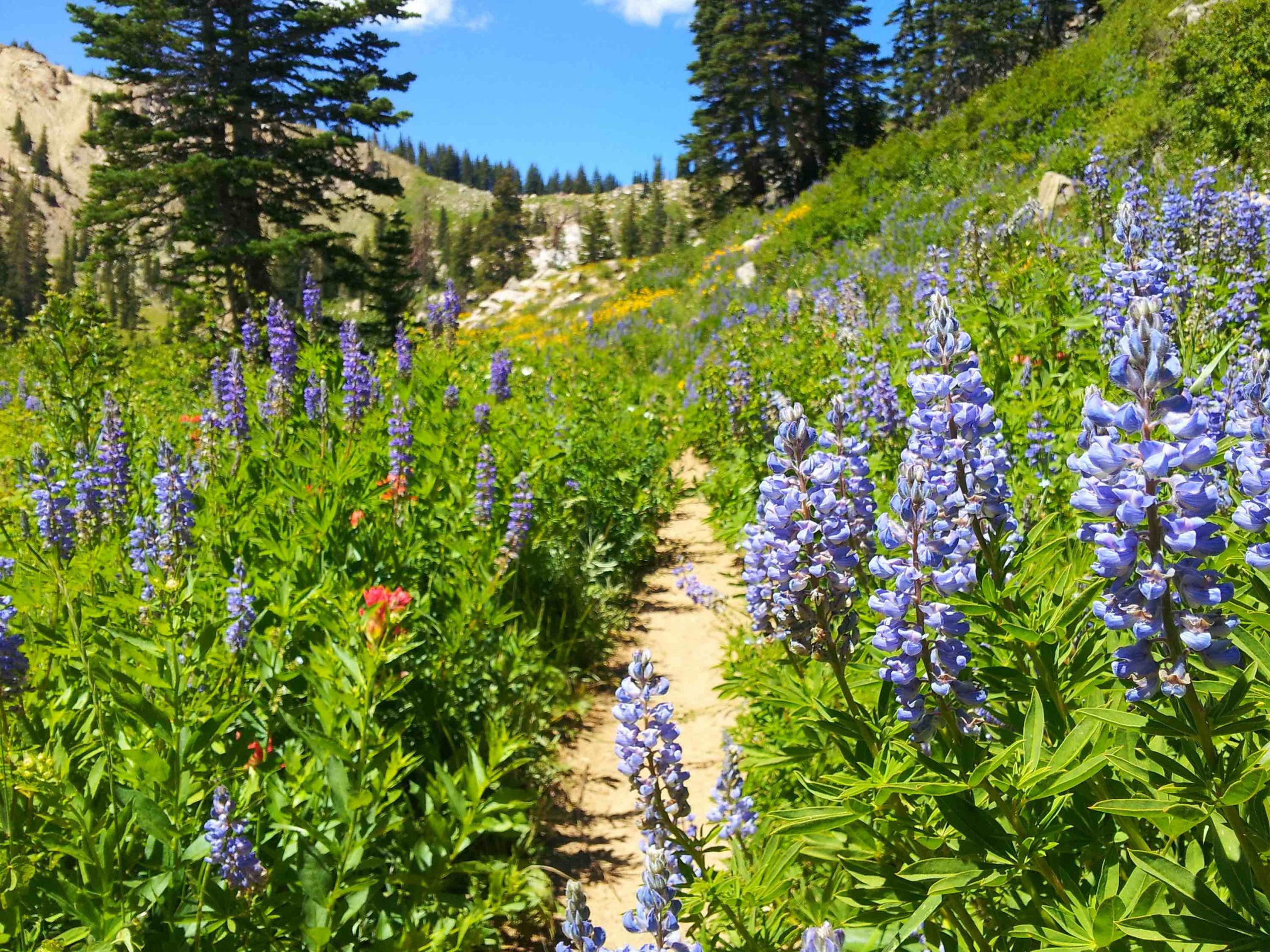 How did Zappos Founder Die