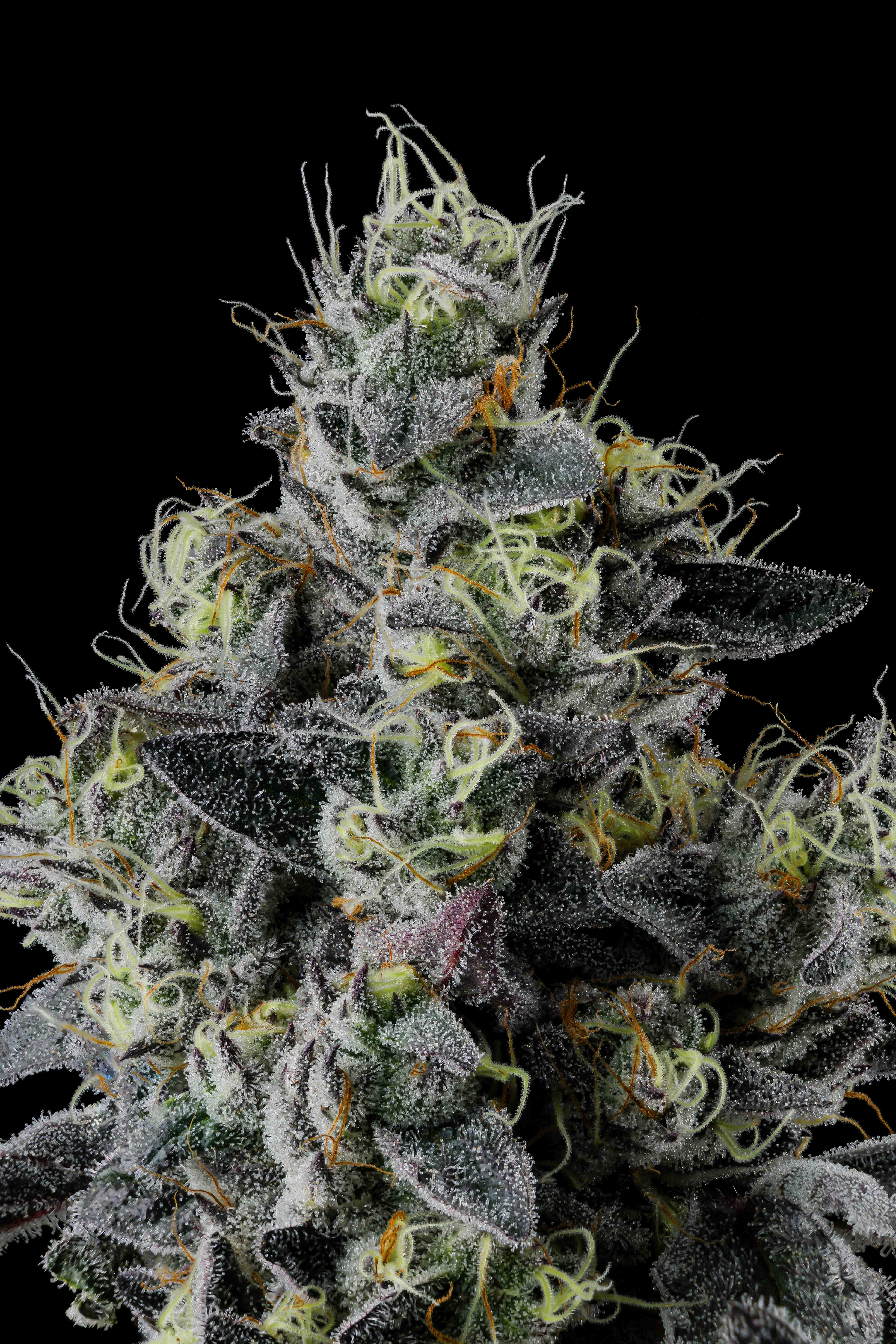 Close-up of a frosty cannabis bud with dark green leaves and bright orange and pale yellow pistils on a black background.