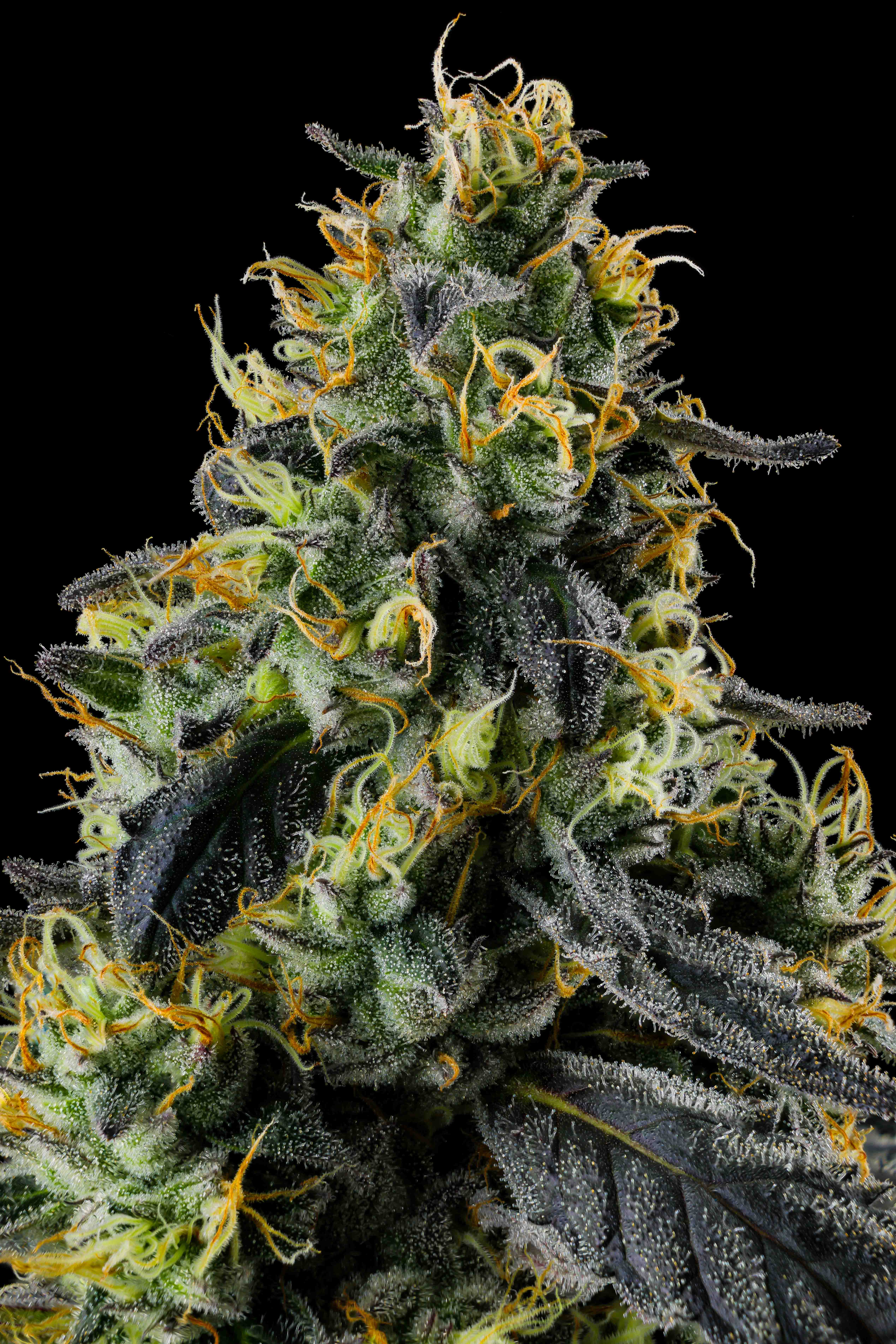 Close-up of a dense, frosty cannabis bud with orange pistils and trichomes against a black background.