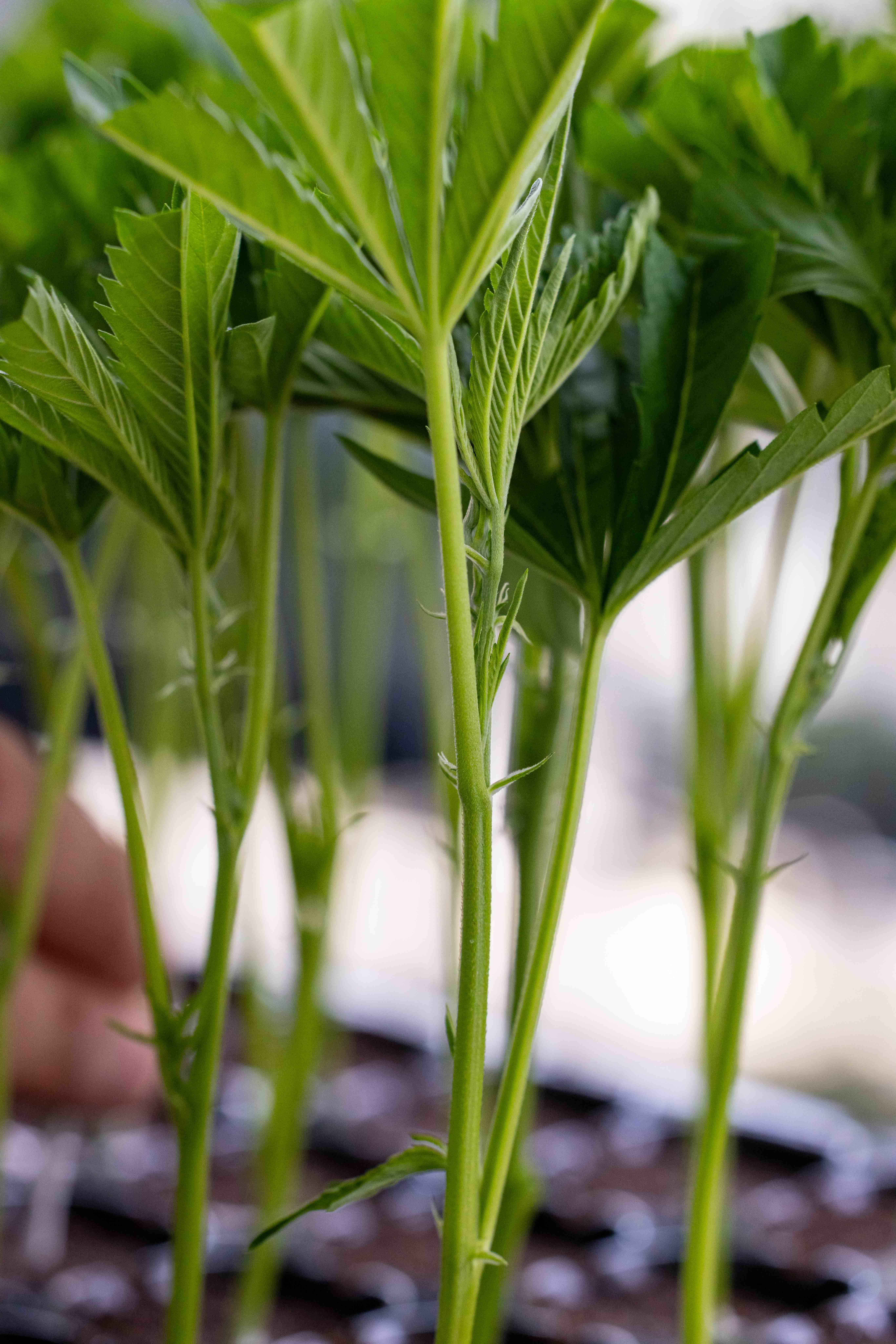 Close-up of young green cannabis plant stems and leaves growing in soil.