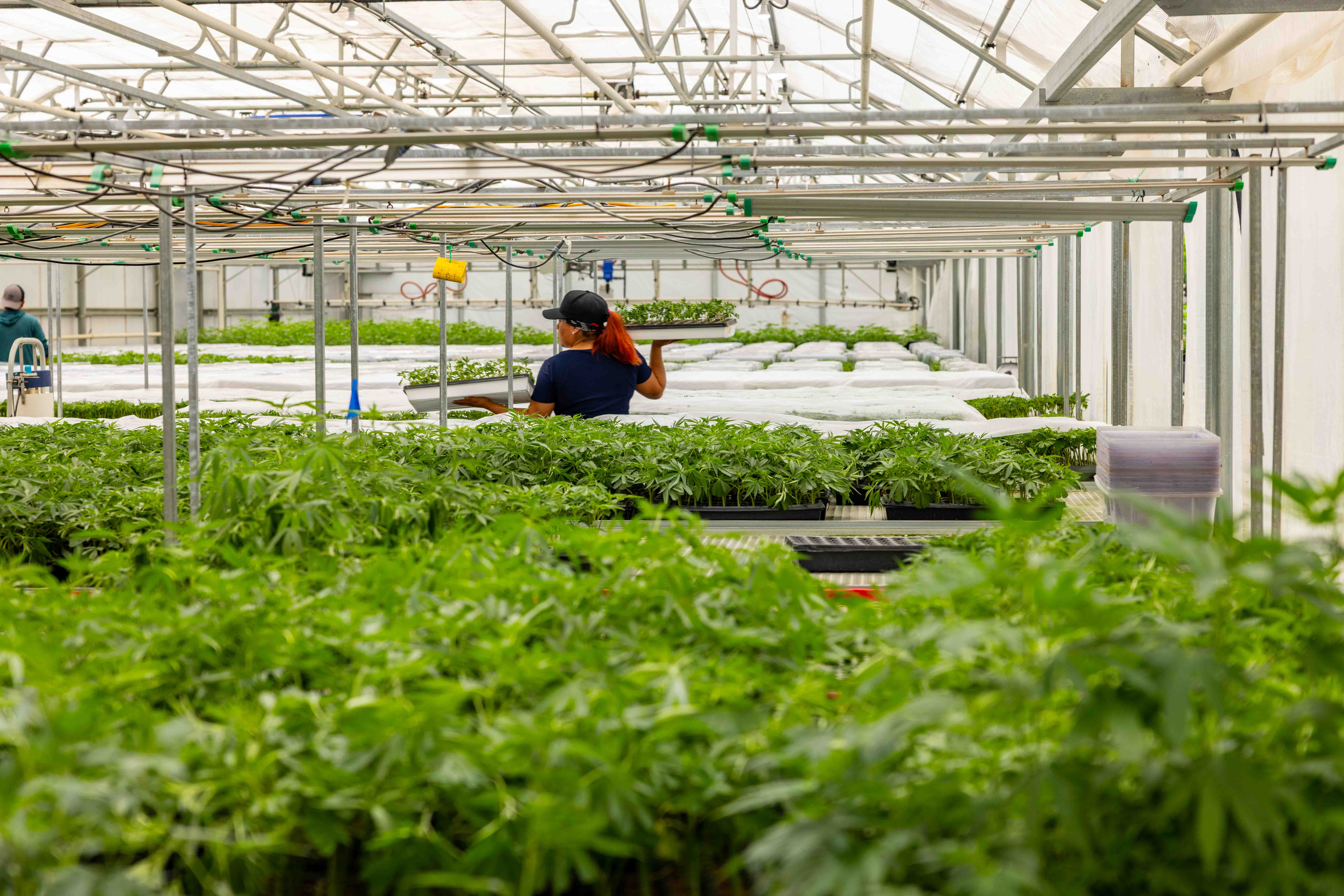 Person working in a greenhouse carrying trays of small plants among rows of green plants.