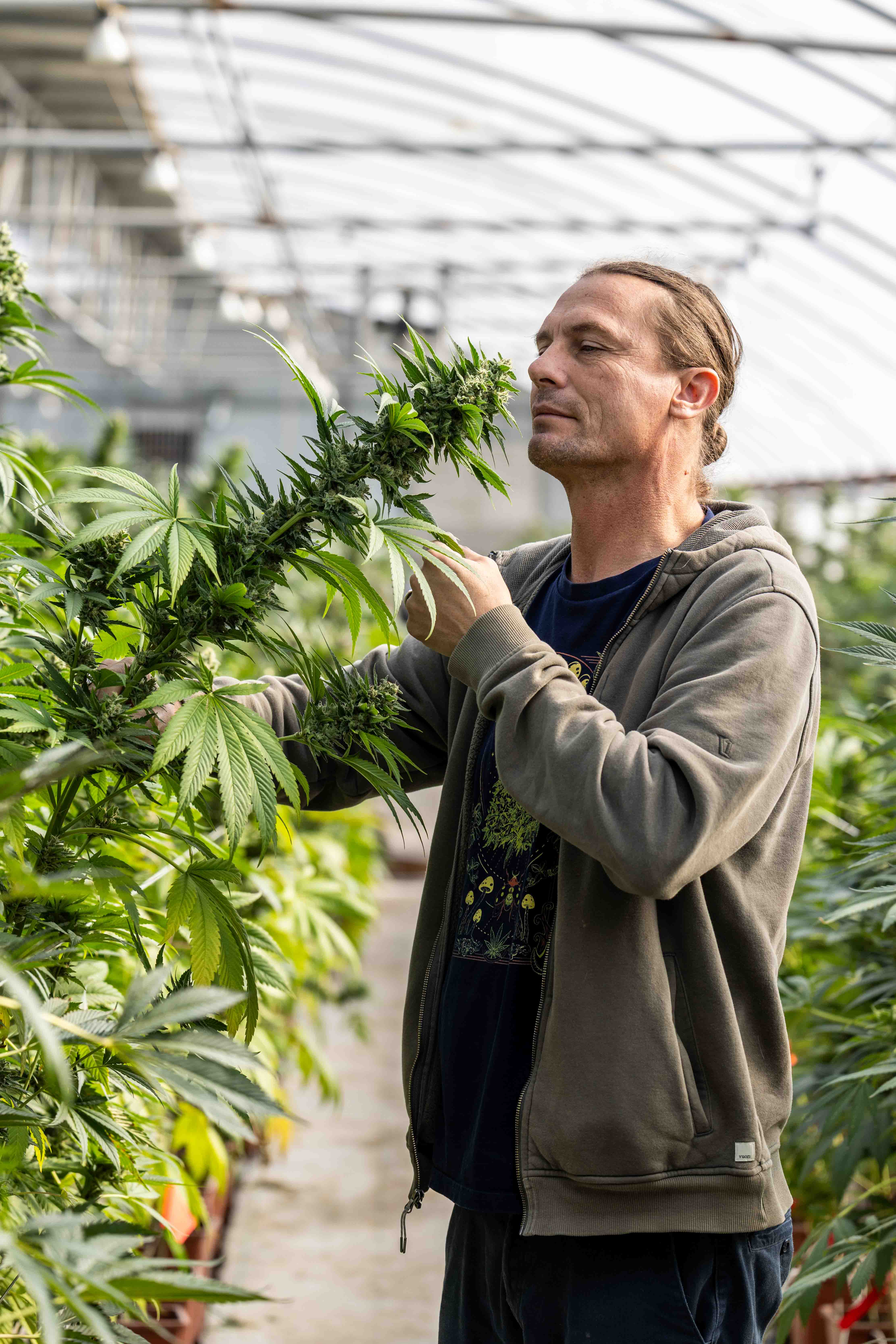 Man in a gray hoodie inspecting a large cannabis plant in a greenhouse.
