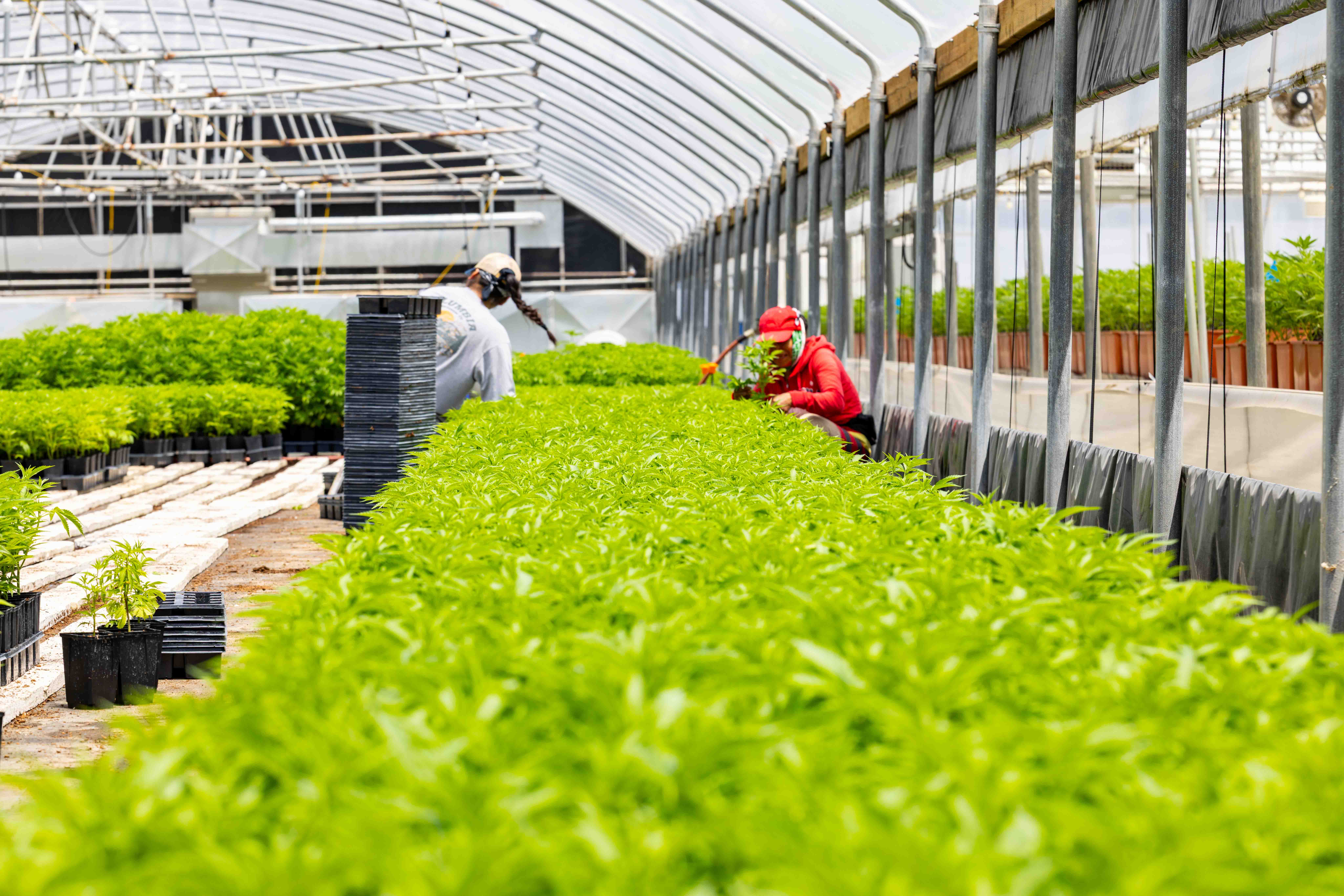 Two workers tending to rows of green plants inside a large greenhouse.