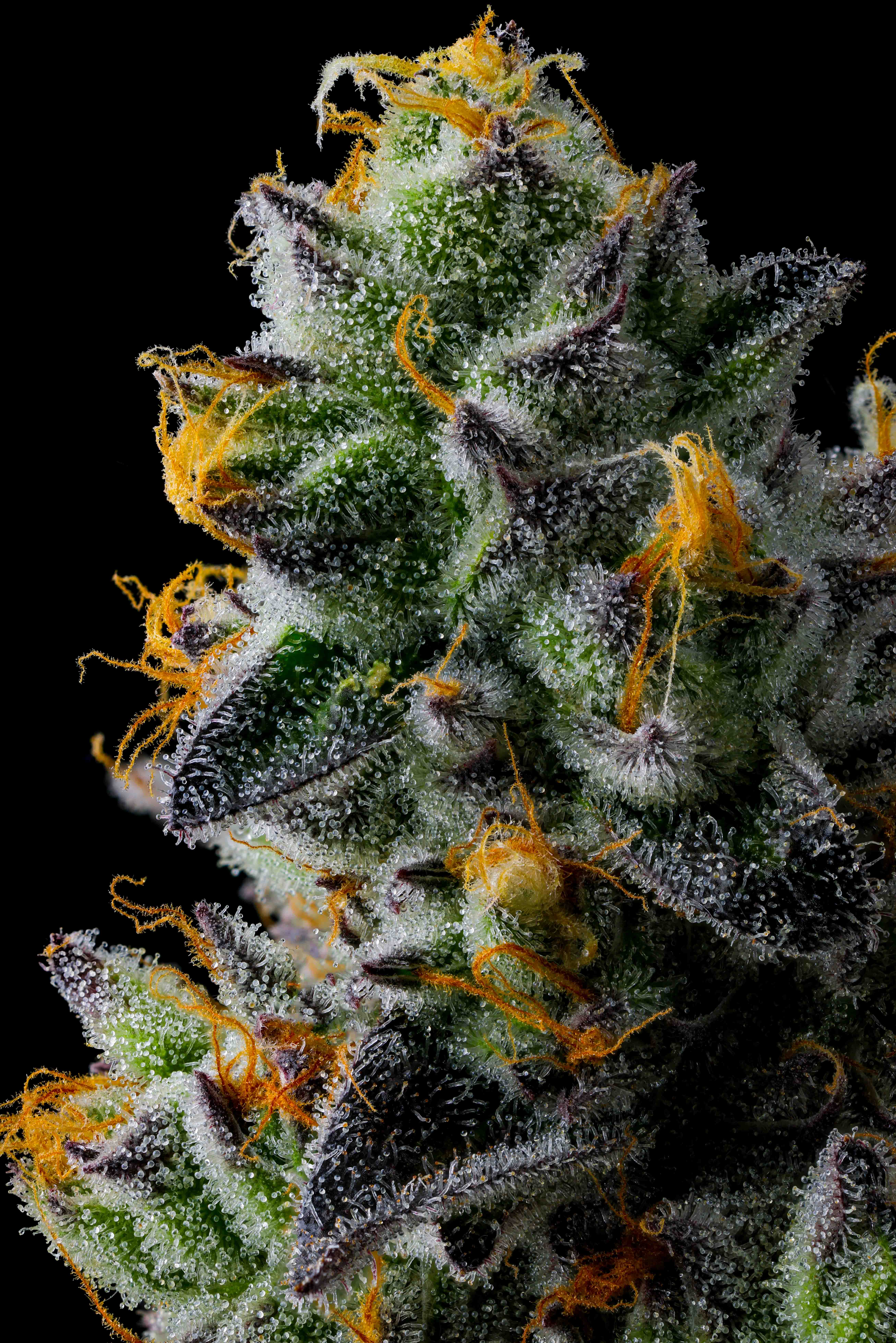 Close-up of a cannabis bud covered in trichomes with orange pistils on a black background.