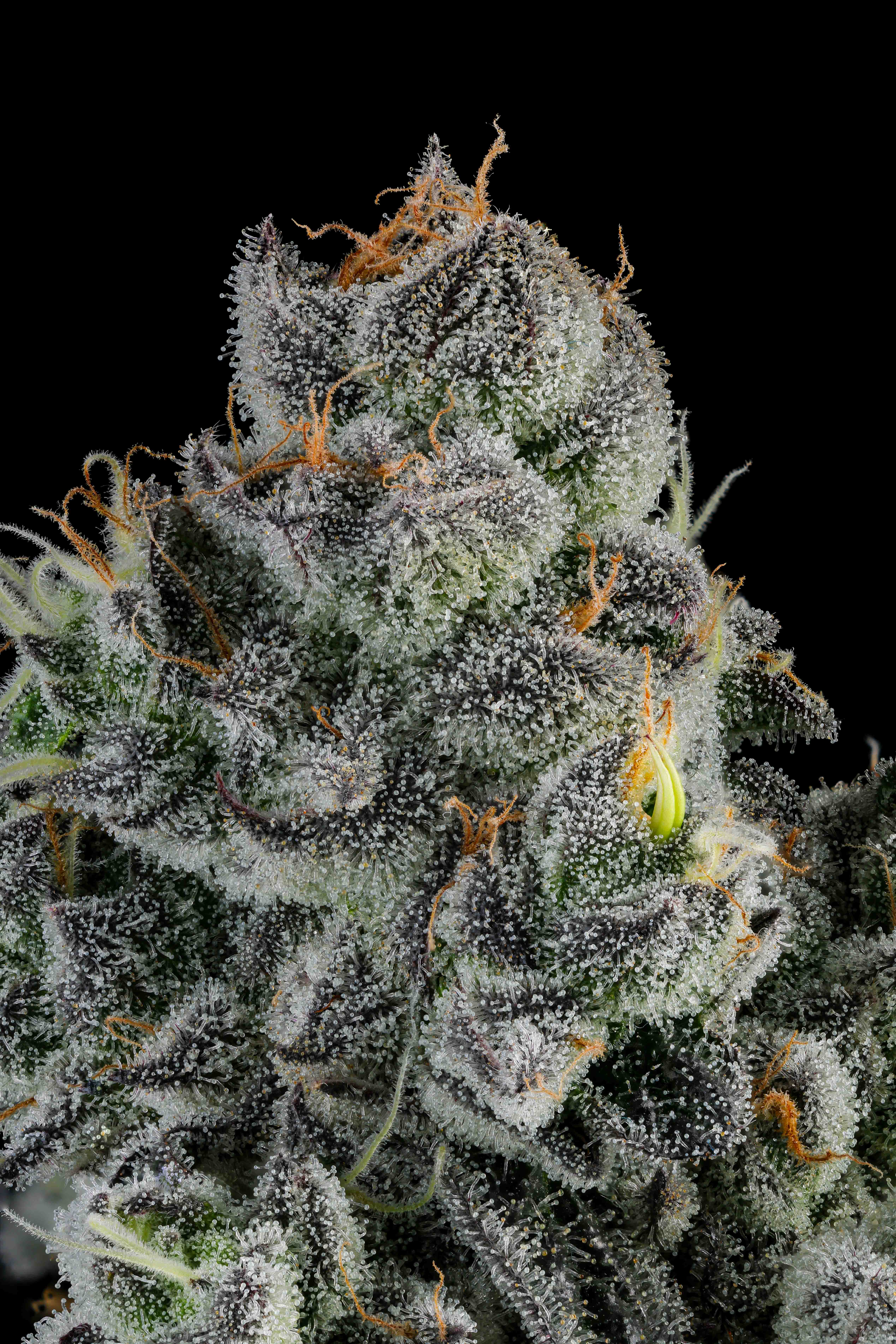 Close-up of a cannabis bud covered in dense white trichomes and orange pistils against a black background.