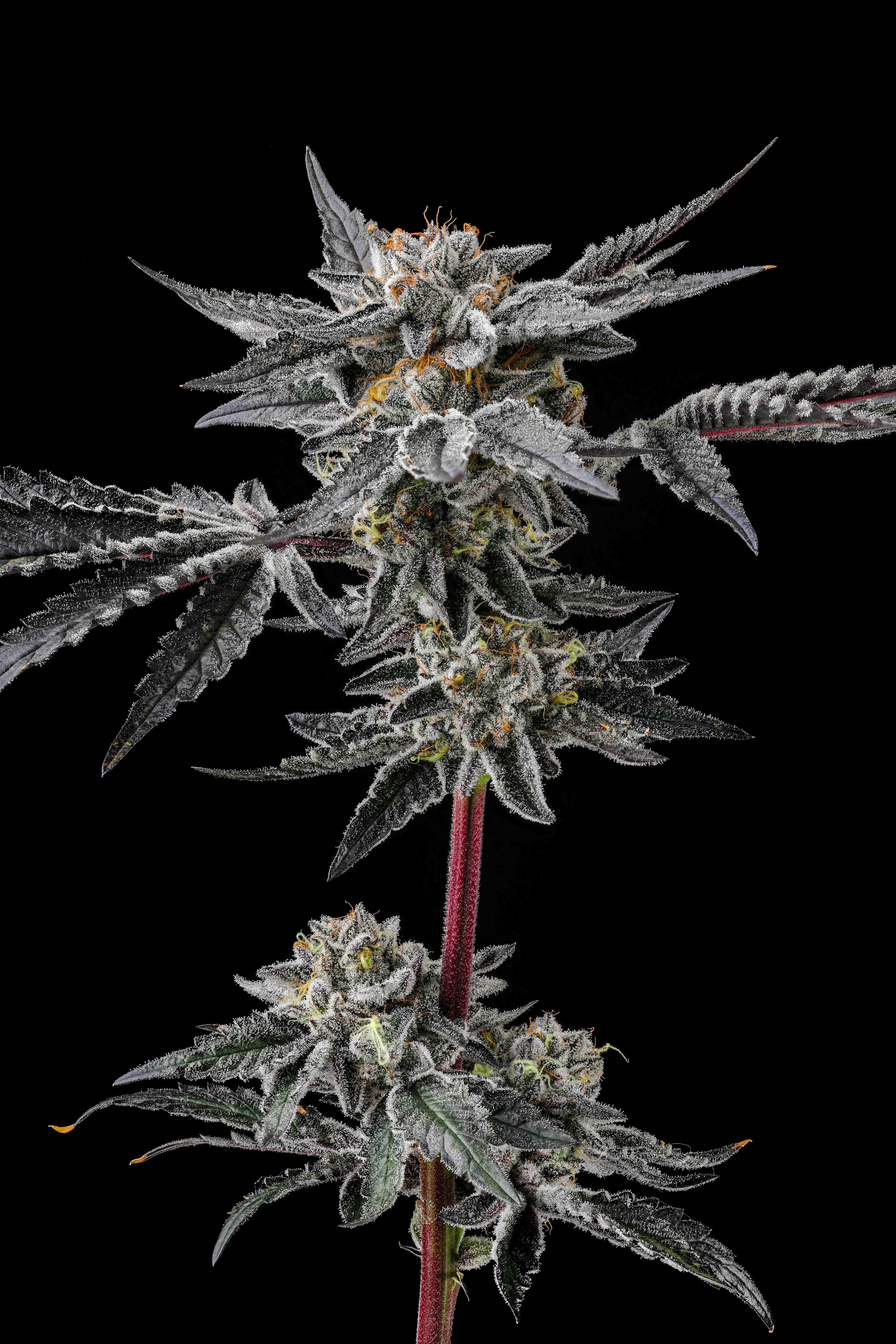 Close-up of a frosty cannabis plant with dense, trichome-covered buds and dark green leaves against a black background.