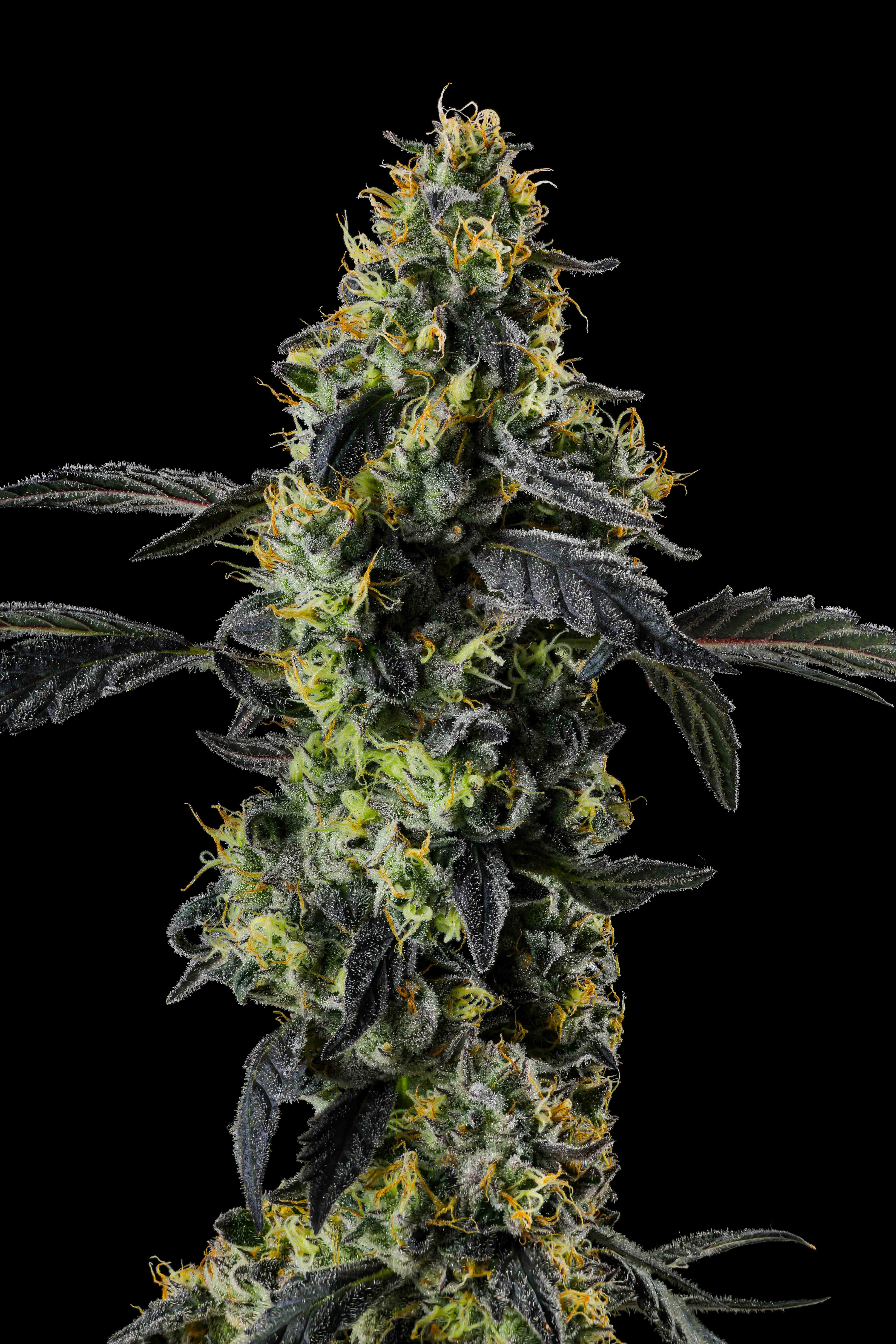 Close-up of a frosted cannabis bud with vibrant orange pistils and dark green leaves against a black background.