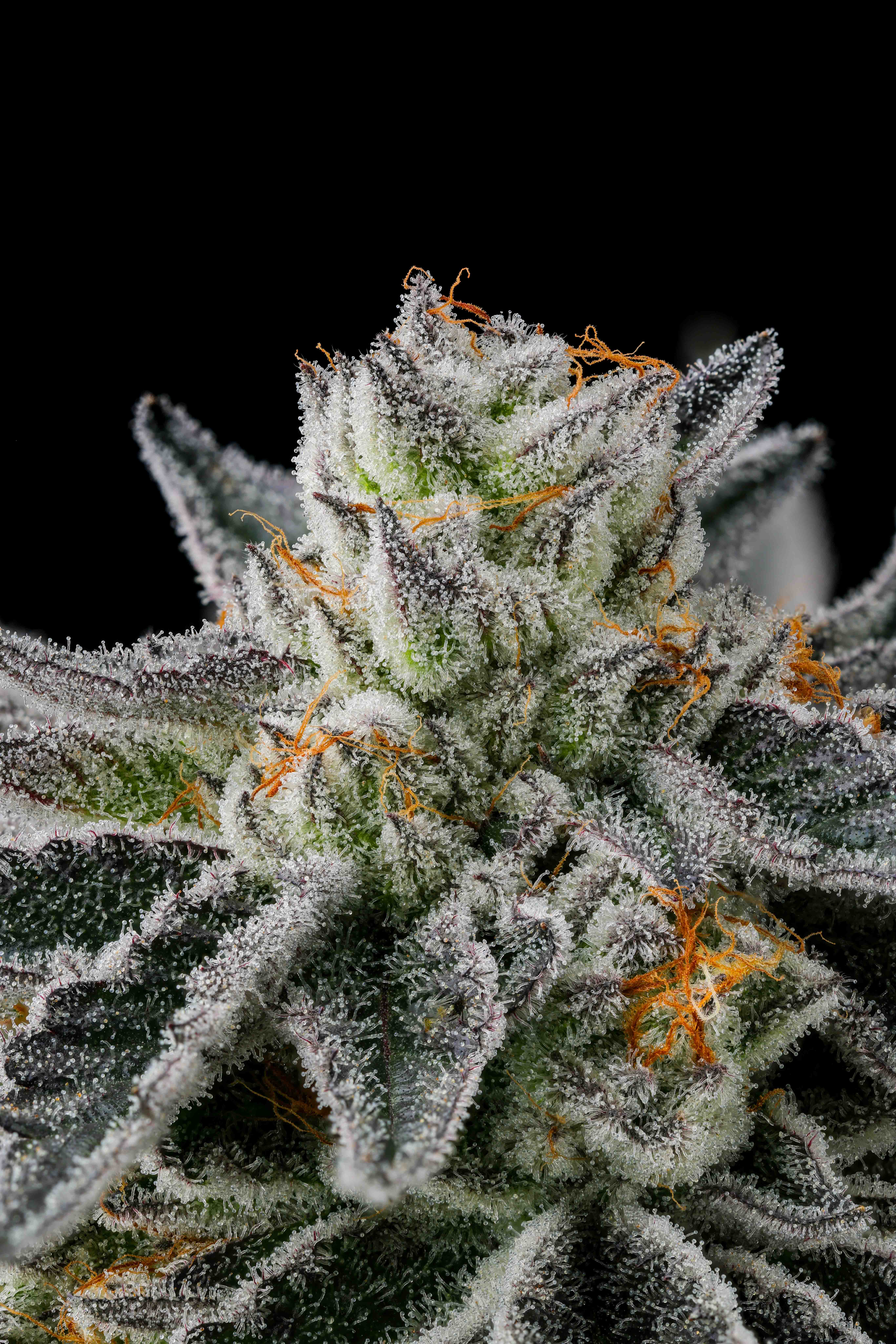 Close-up of a frosted cannabis bud with green and purple leaves covered in white trichomes and orange pistils against a black background.