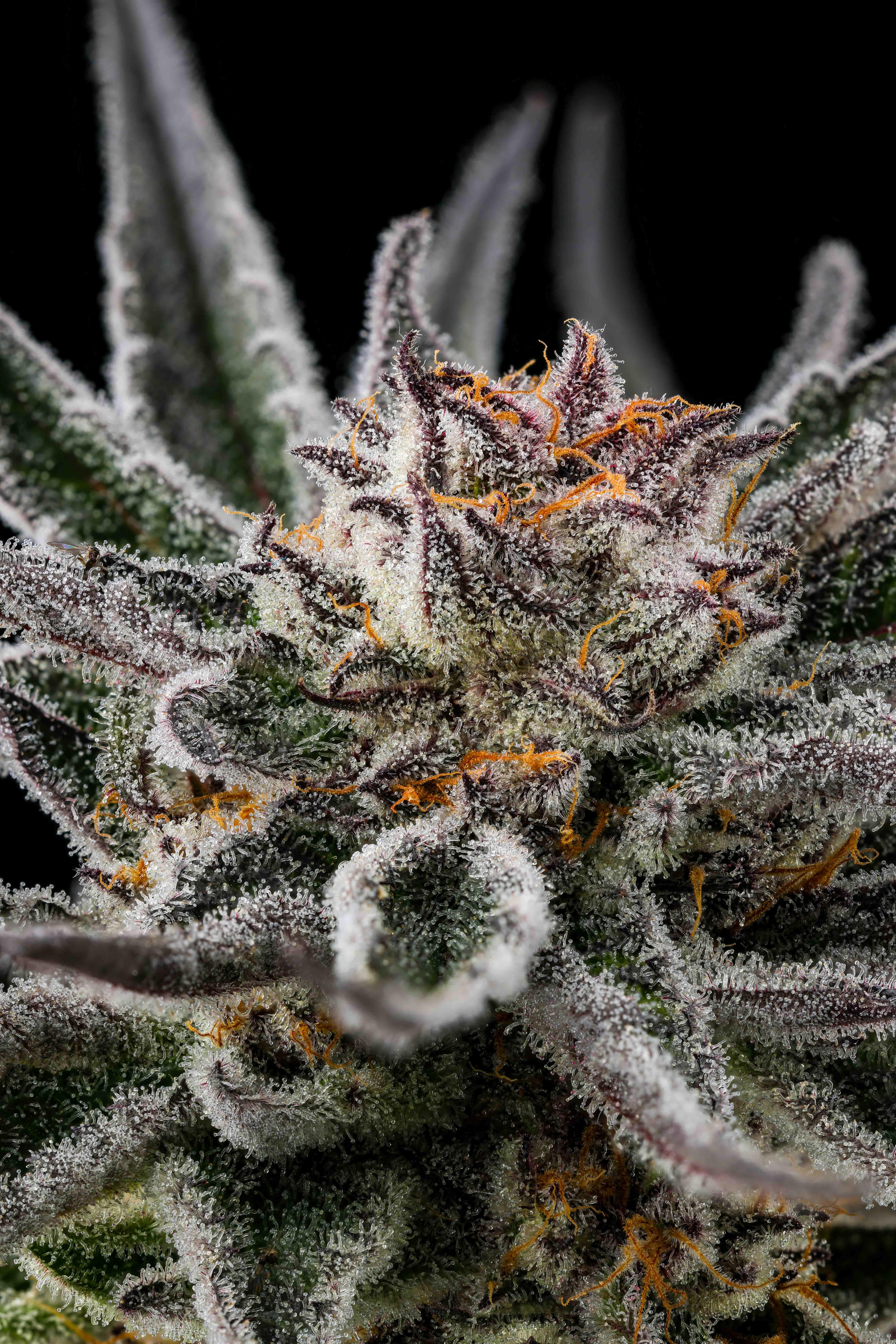 Close-up of a cannabis flower covered in white trichomes with purple leaves and orange pistils on a black background.