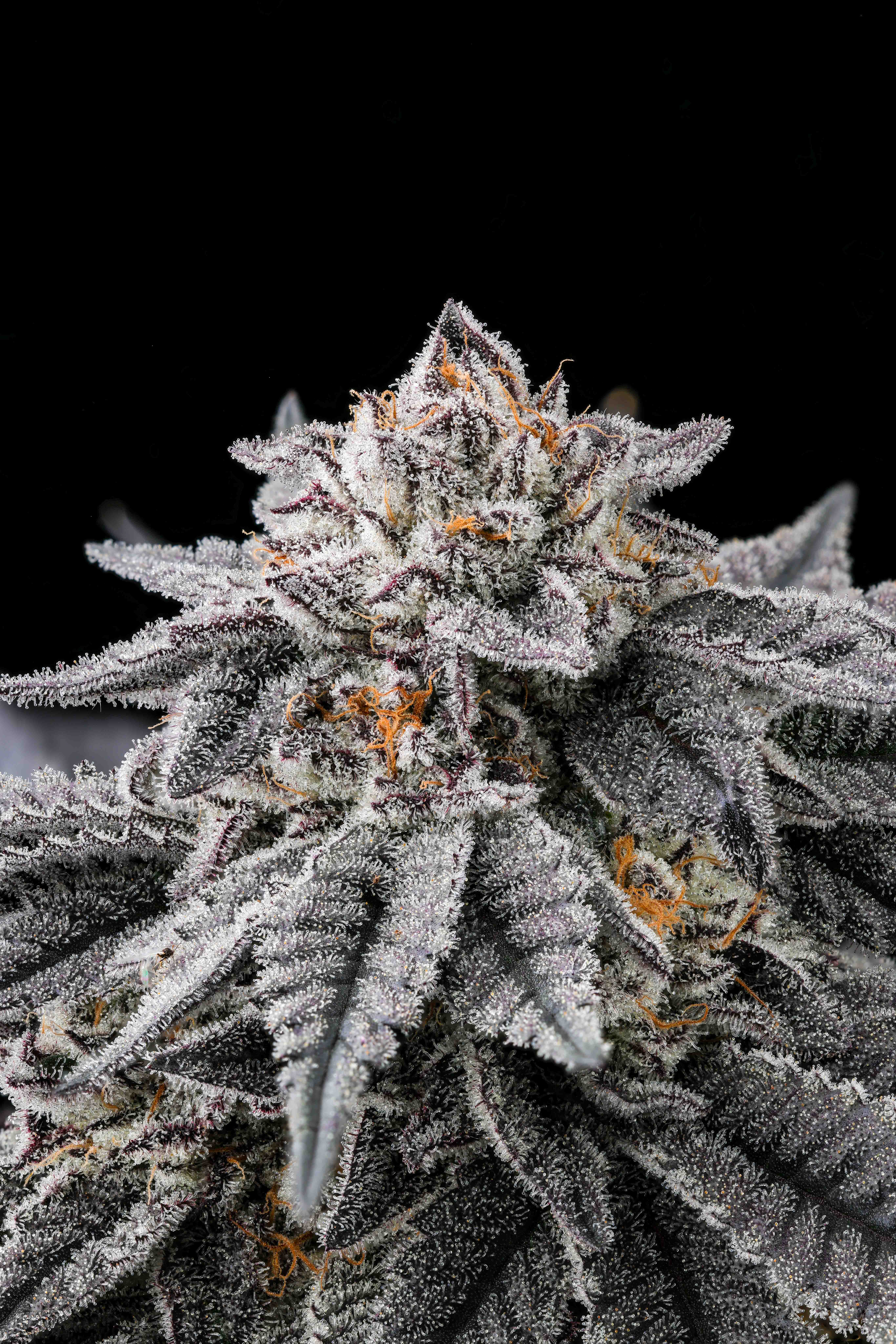 Close-up of a cannabis bud covered in dense trichomes with orange pistils on dark purple leaves against a black background.