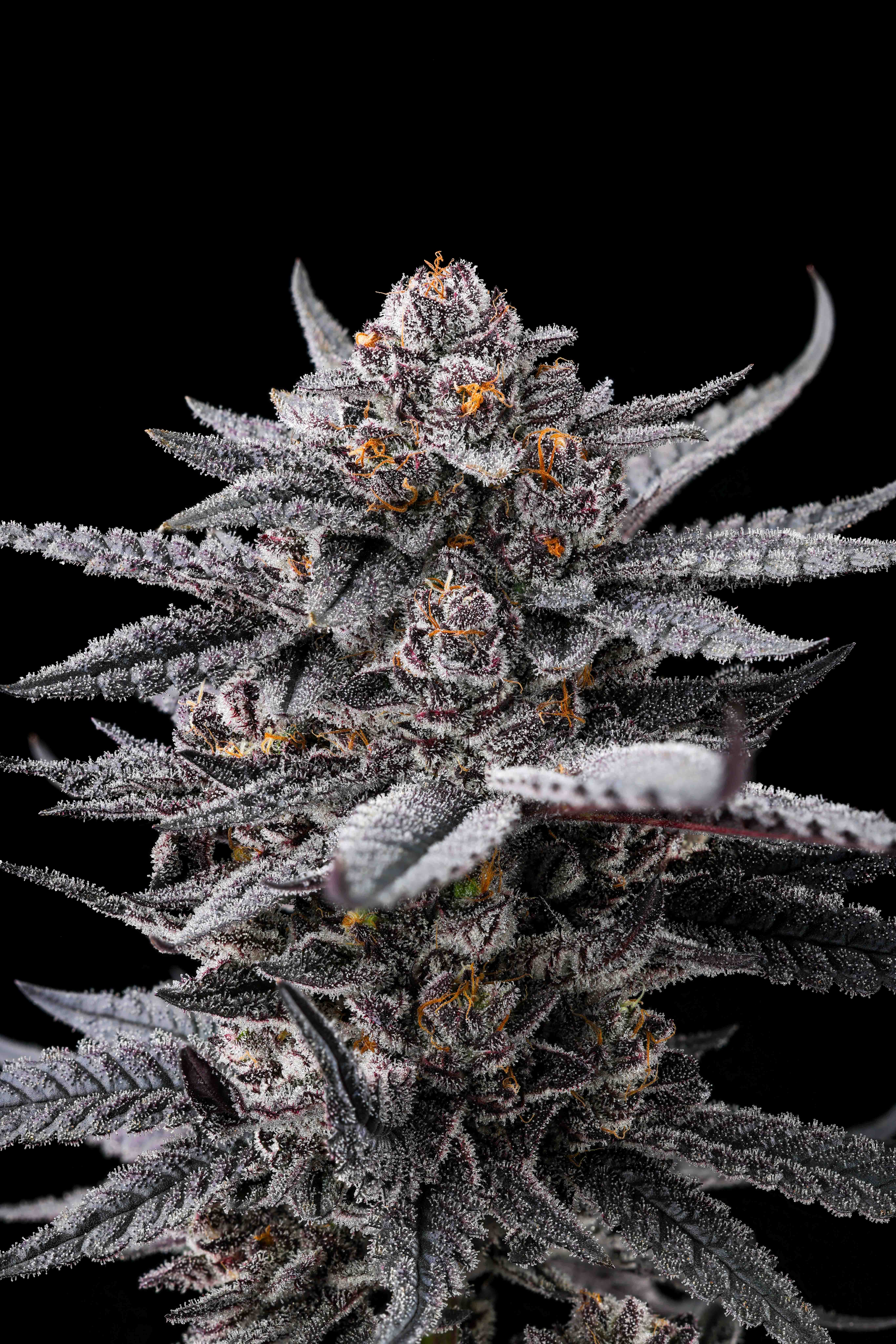 Close-up of a cannabis bud covered in frosty trichomes with purple leaves and orange pistils against a black background.