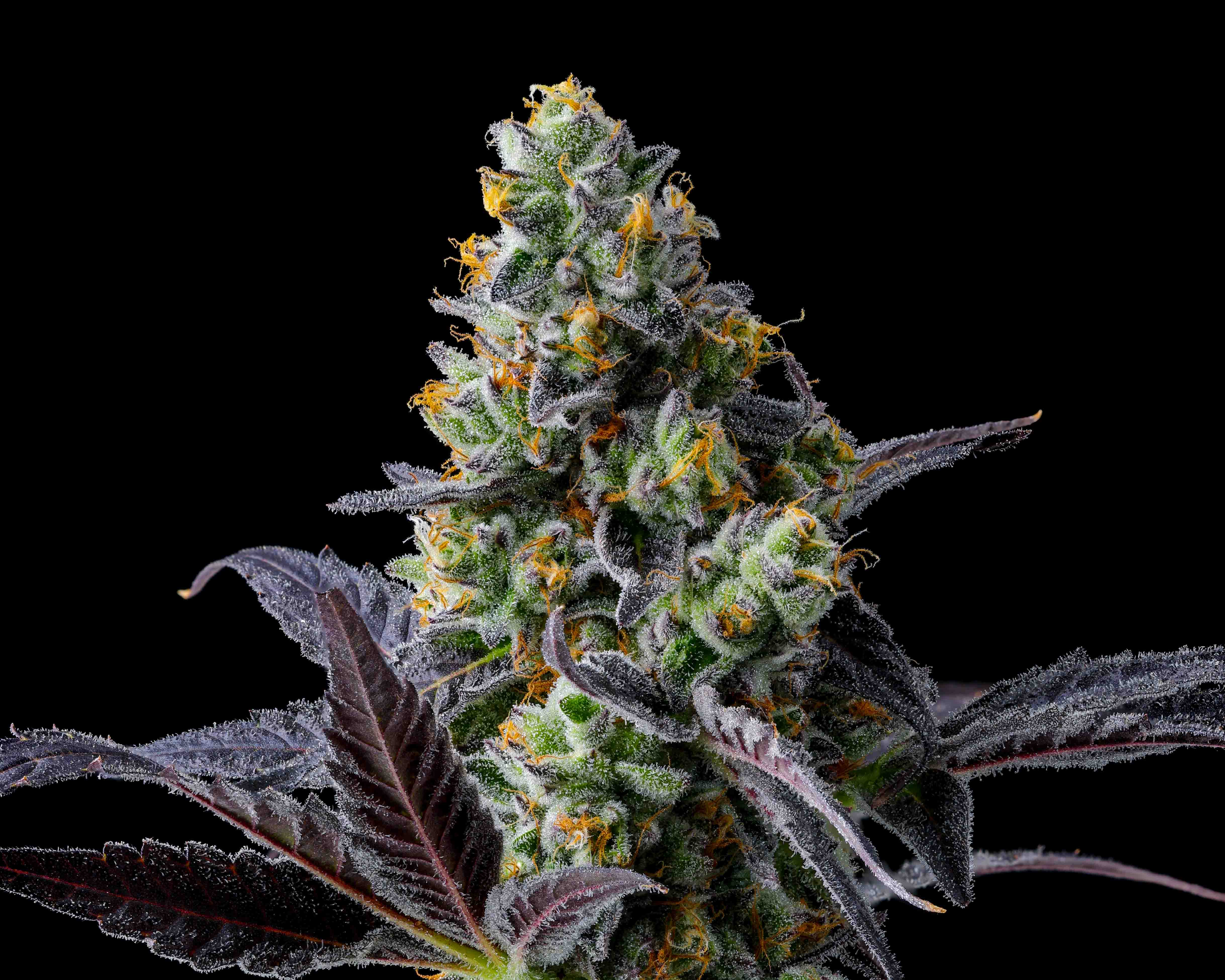 Close-up of a dense cannabis bud with frosty trichomes and orange pistils, surrounded by dark purple leaves, against a black background.