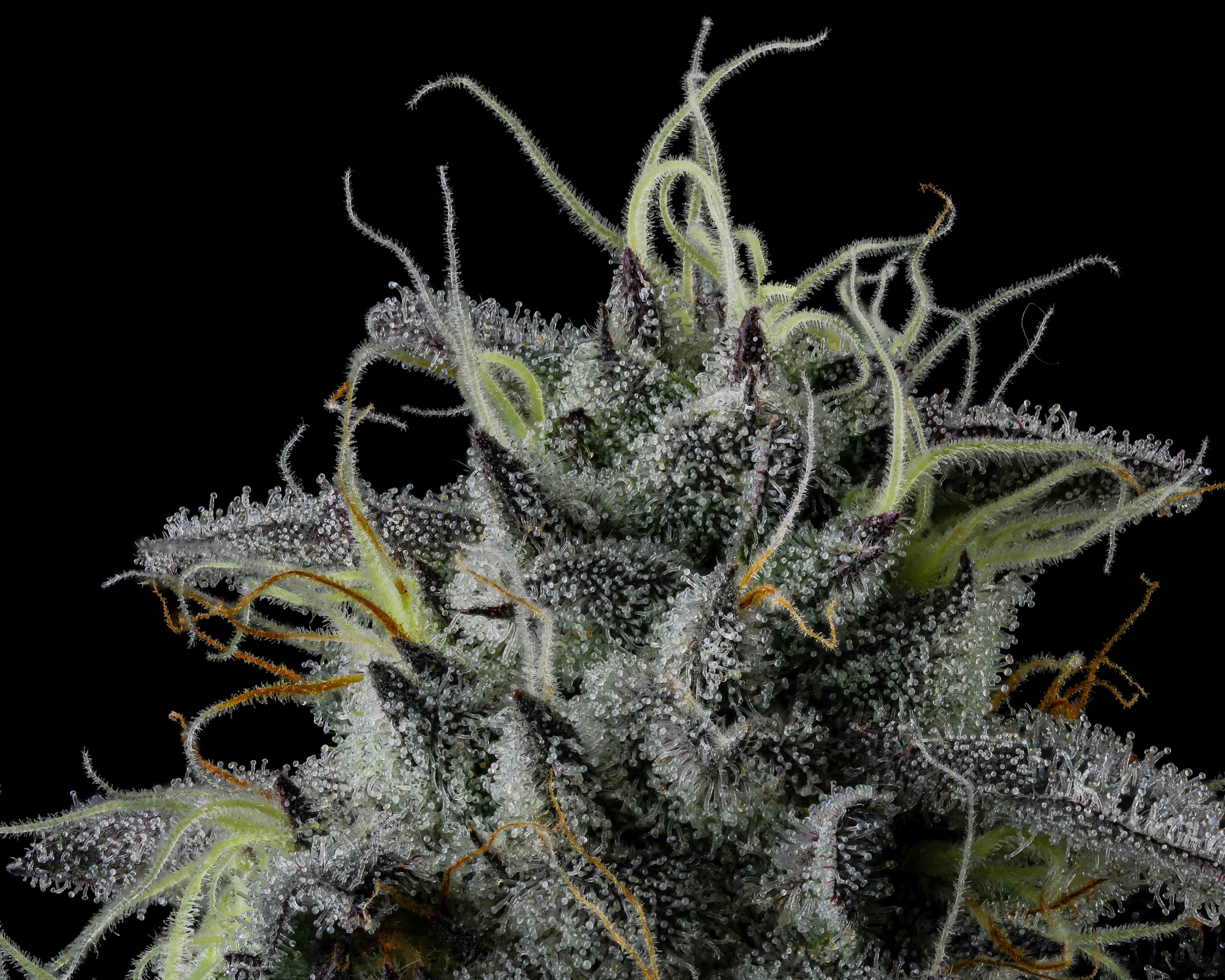 Close-up of a dense cannabis bud covered in white trichomes and orange pistils against a black background.
