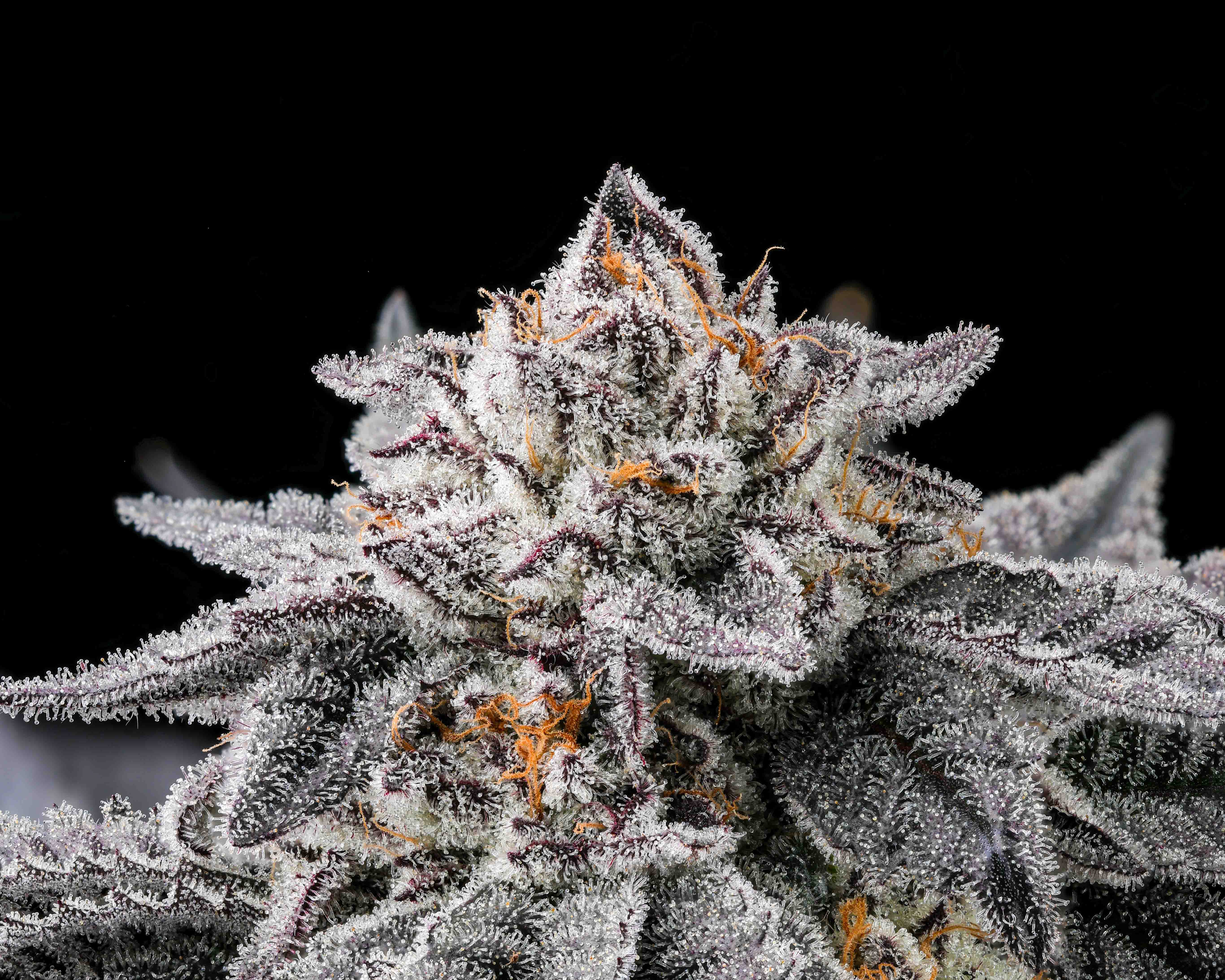 Close-up of a frosty cannabis bud covered in white trichomes with orange pistils on dark purple leaves against a black background.